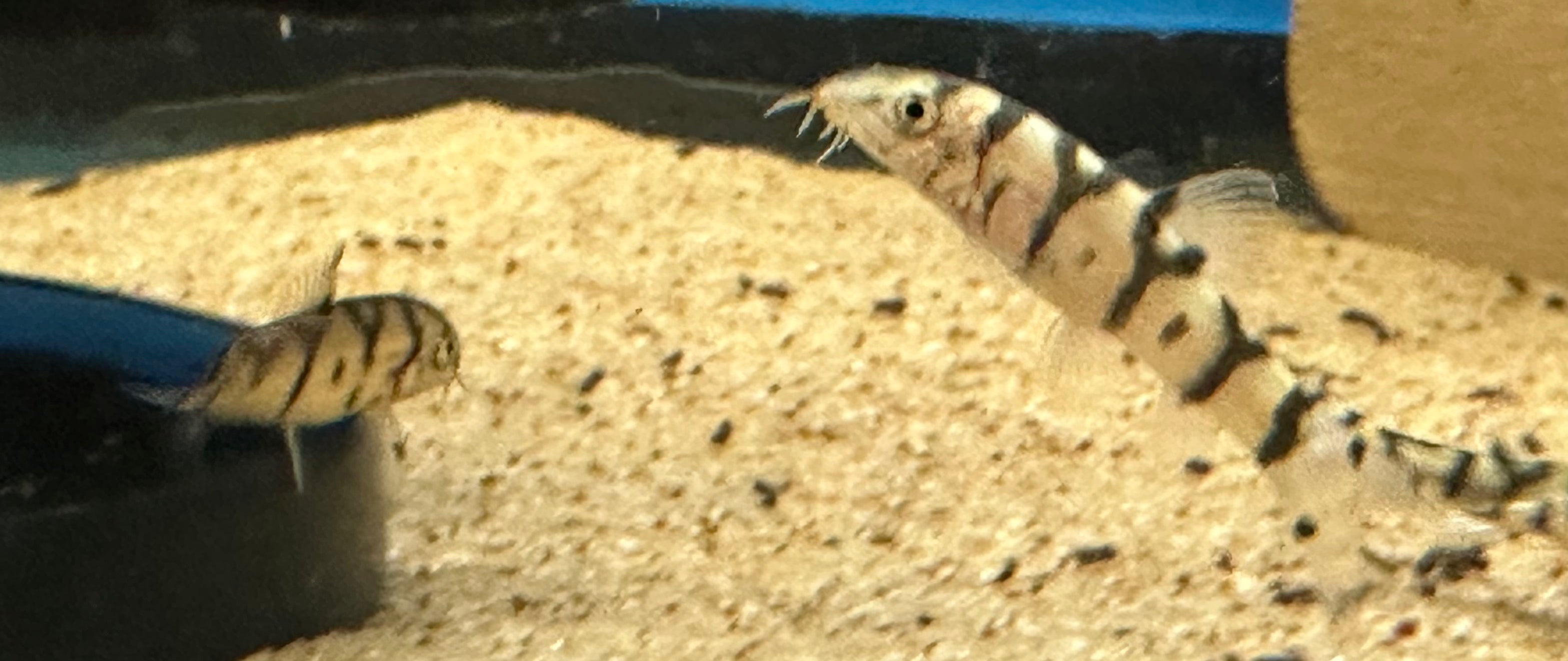Yo Yo Loach (1.5”)