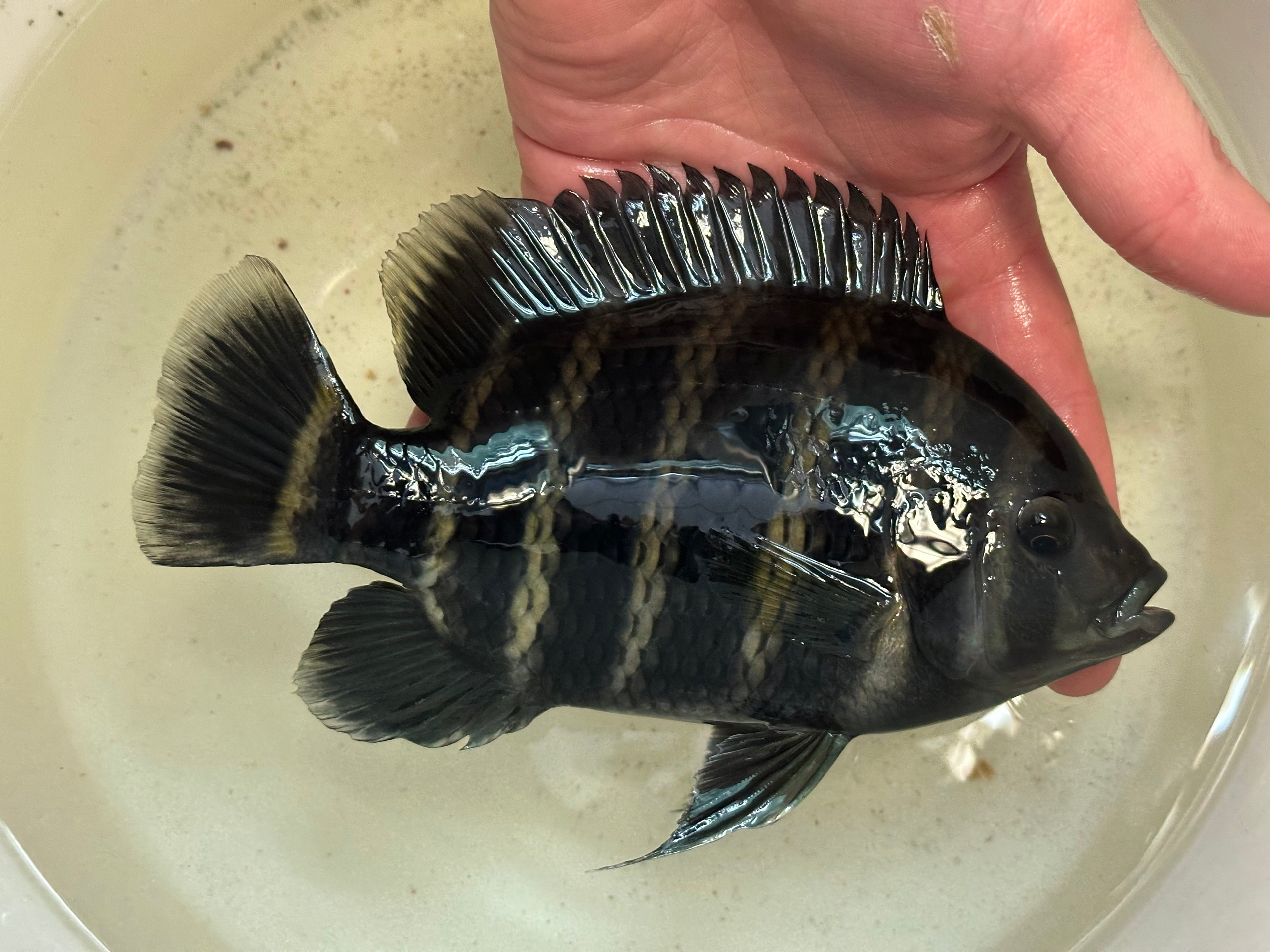 LARGE Butterkoferi Tilapia Cichlid (6”)