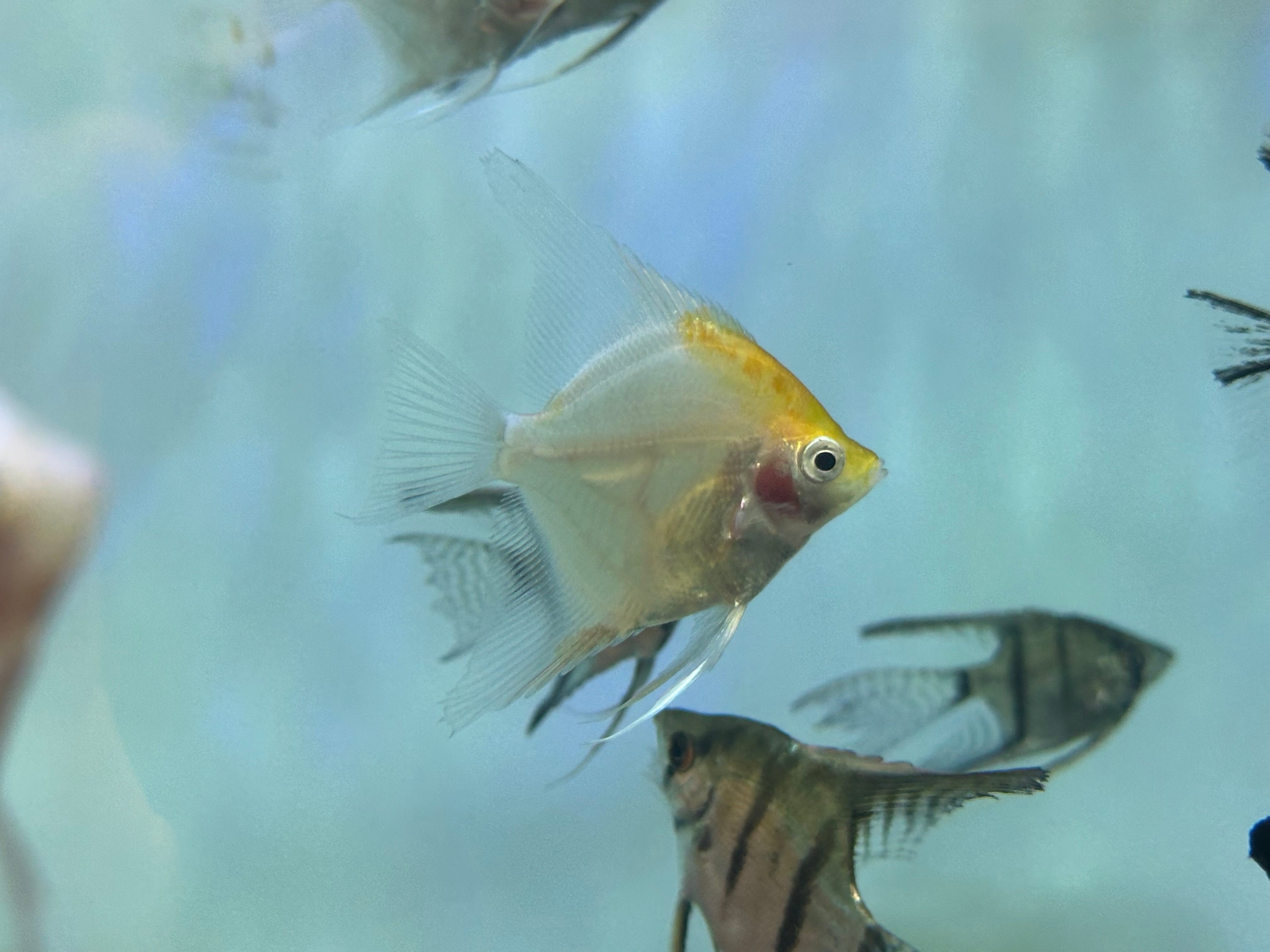 Assorted Angelfish (2-2.5”)