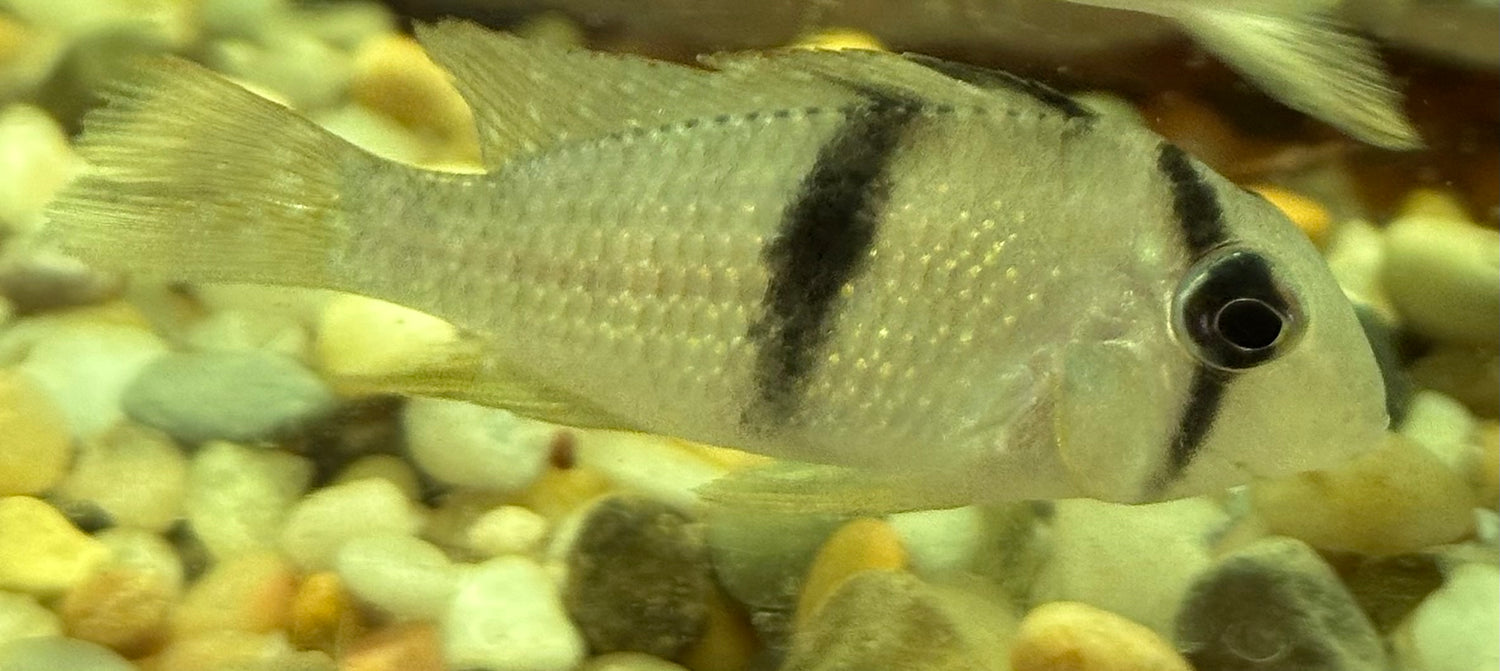 Bandit Cichlid (2”)