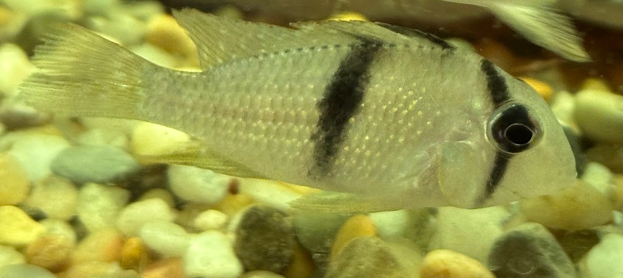 Bandit Cichlid (2”)