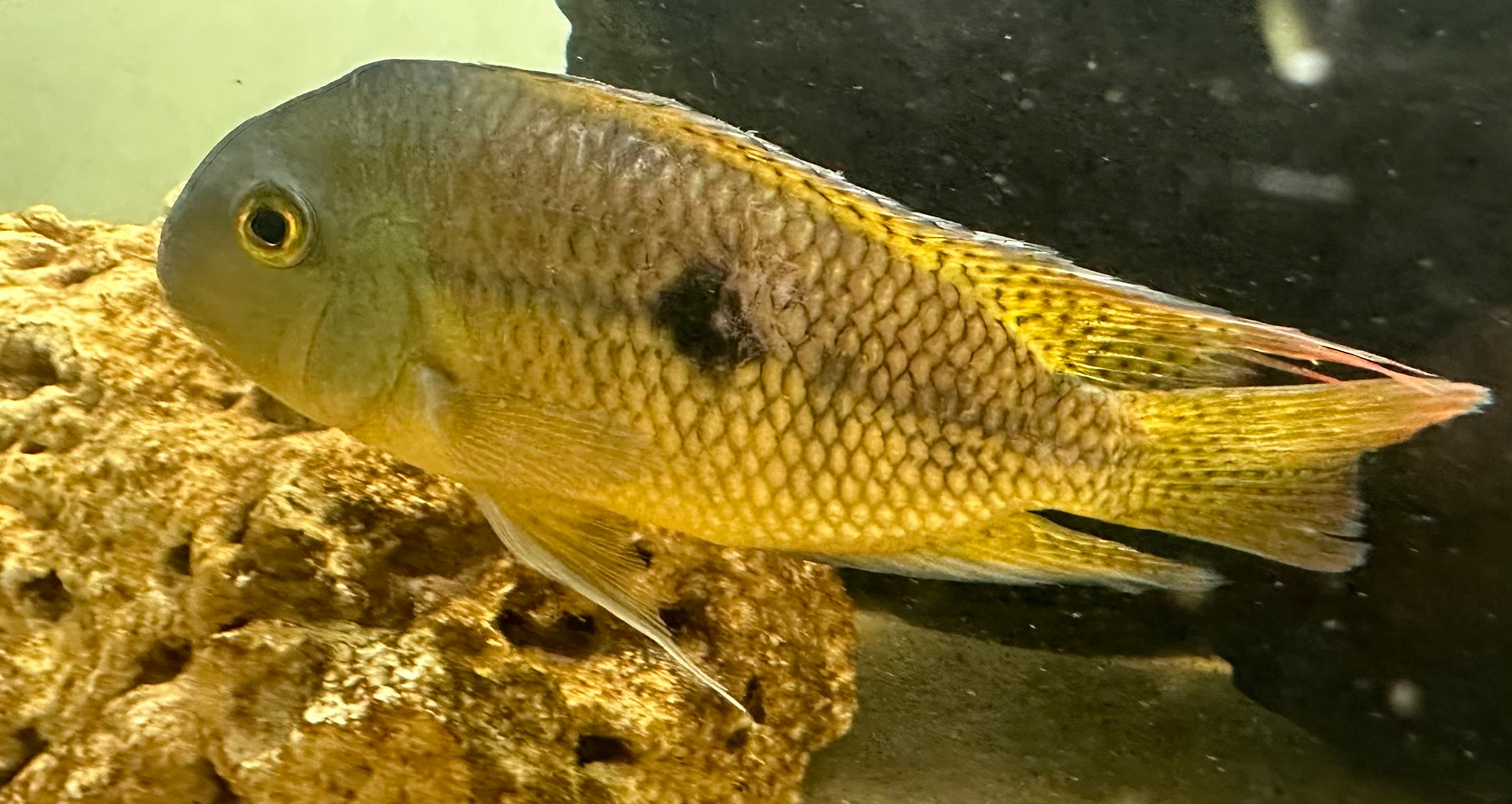 Nicaraguense Cichlid Breeding Pair (6”)