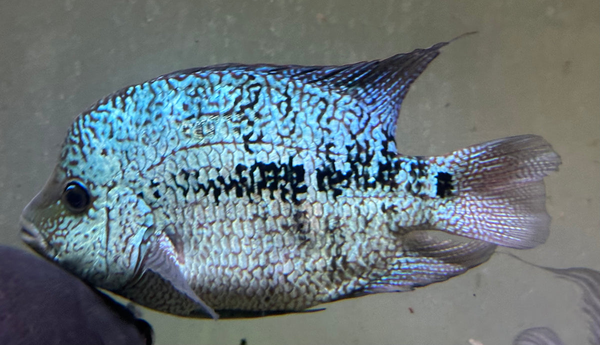 XL Hybrid Texas Cichlid (8-9”)