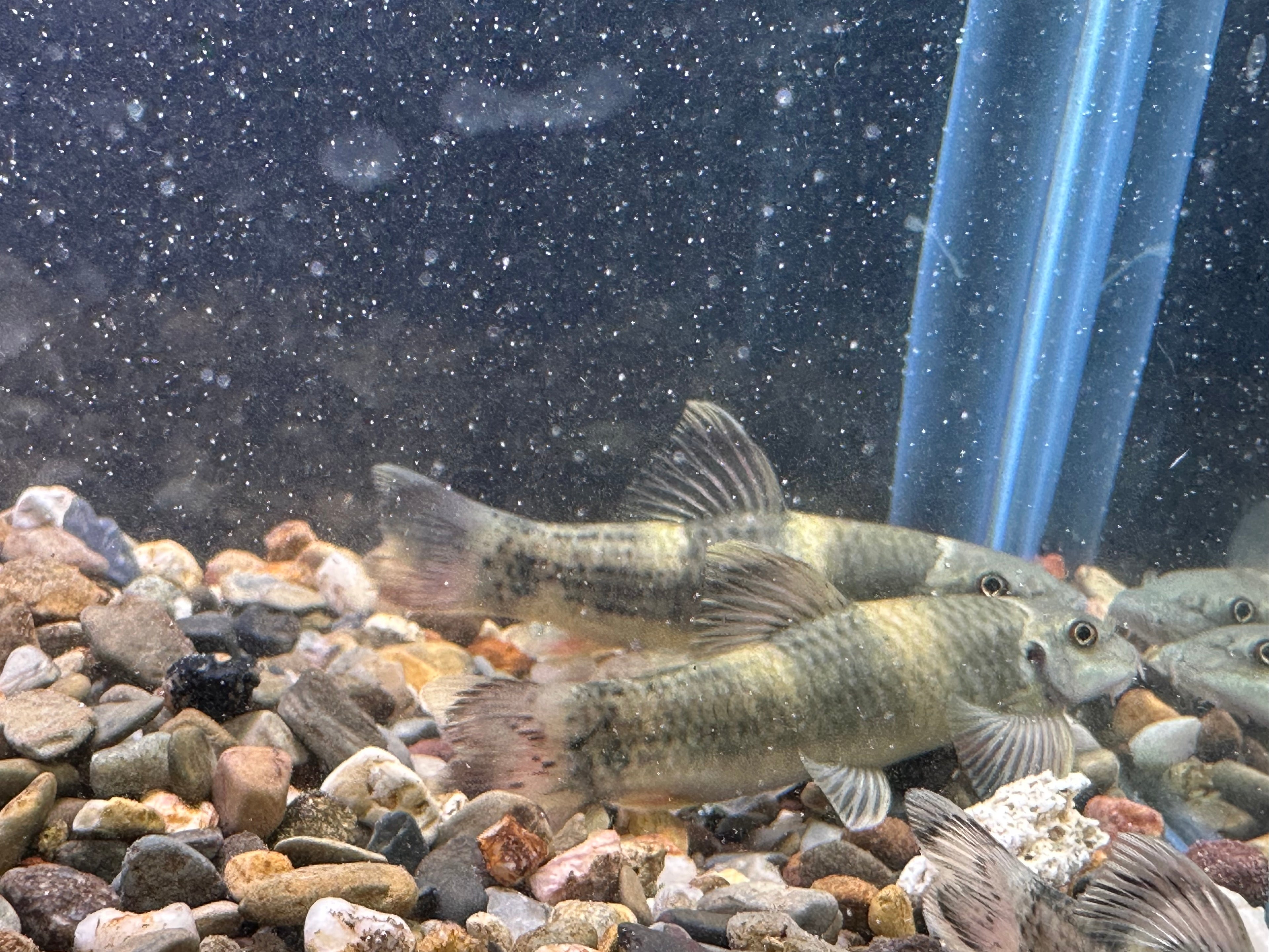 Garra arcoiris (1,5-2”)