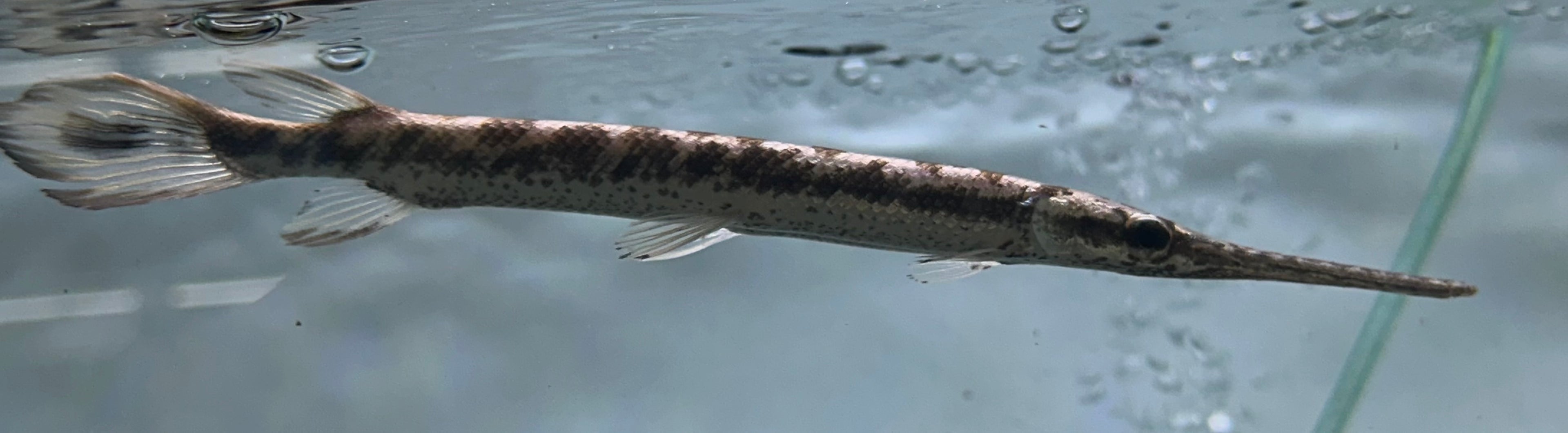 Longnose Gar (7-8”)