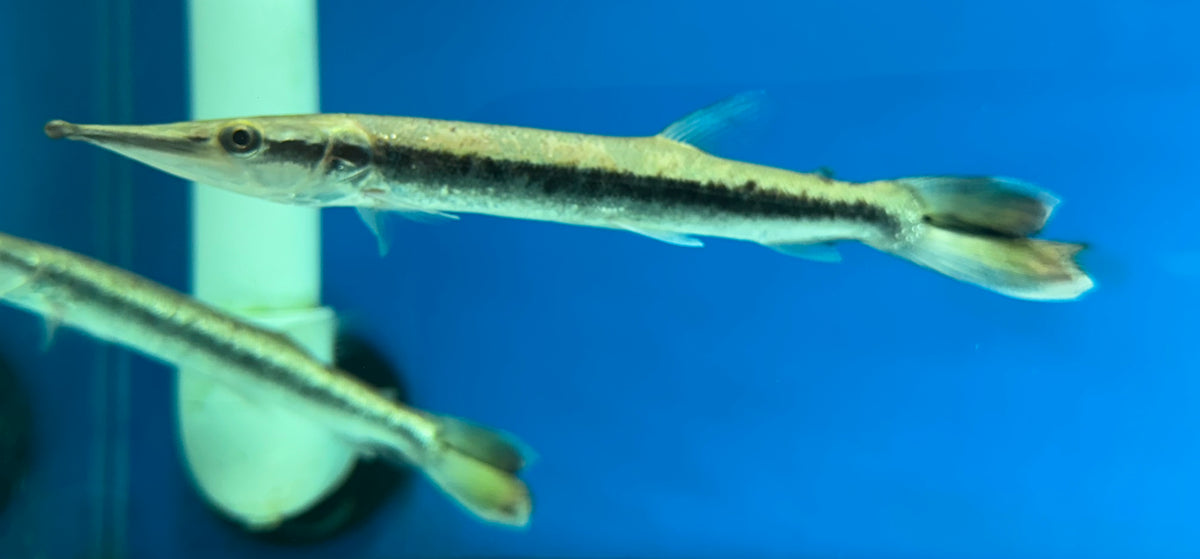 Bicuda Giant Pike Characin (7-8”)