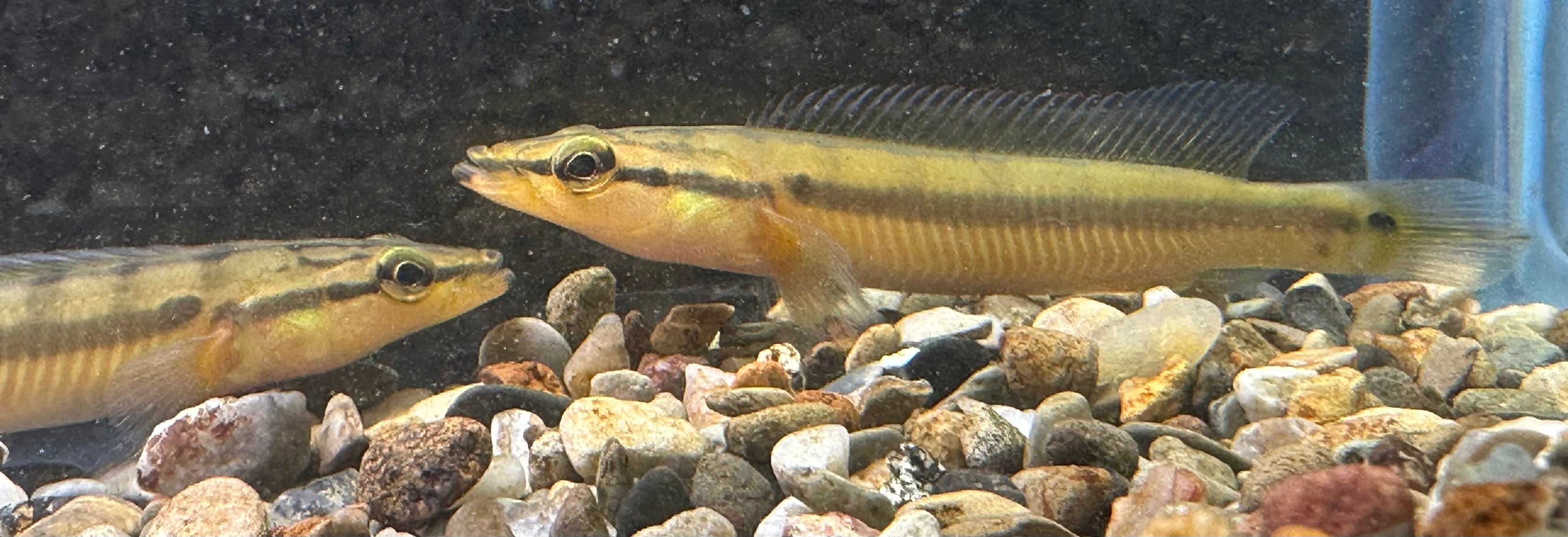 Bebé cíclido zebrina (3-3,5”)