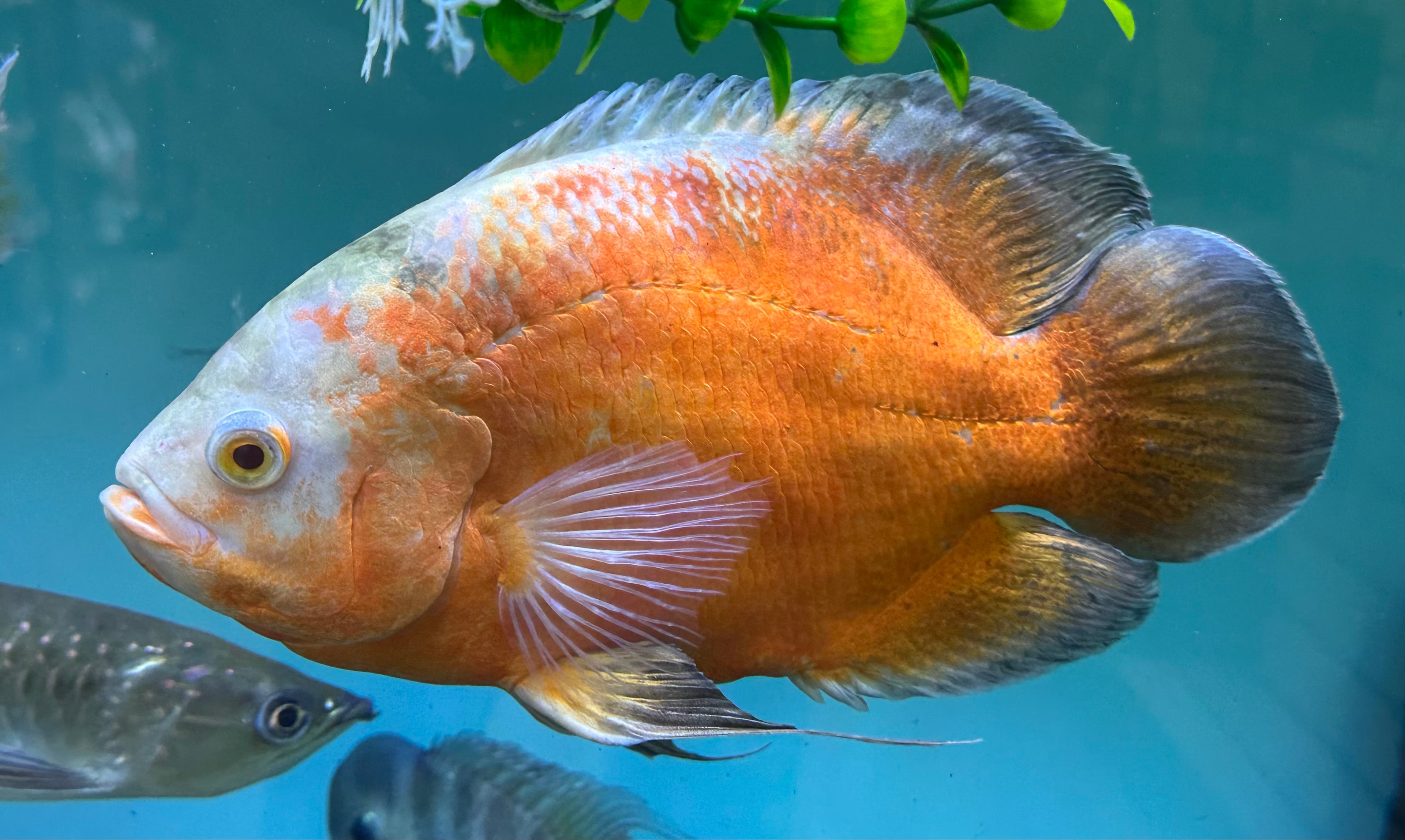Jumbo Albino Red Oscar (8”+)