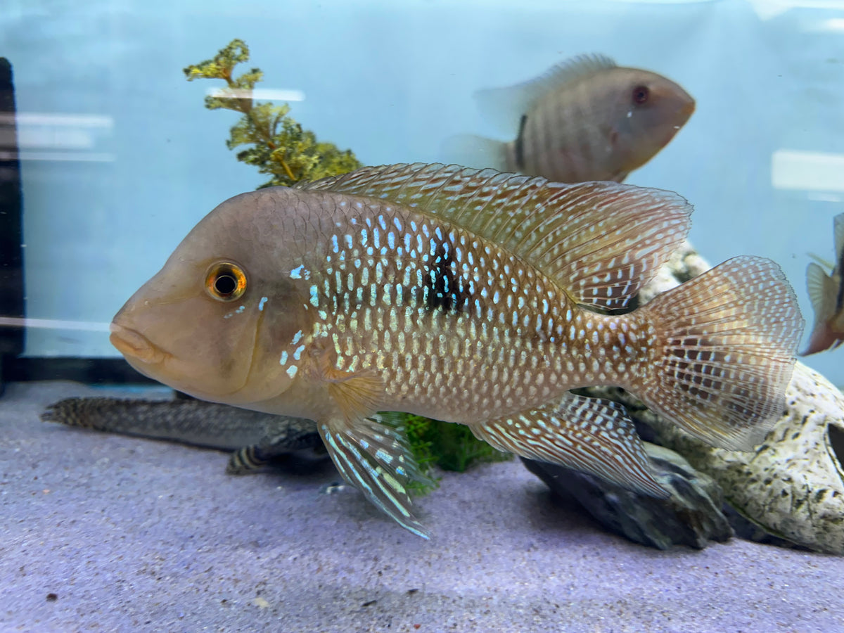 Jumbo Brasiliensis Geophagus (8”+)