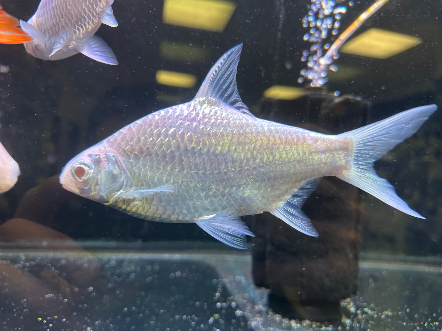 Púa de hojalata platino albina (6-7”)