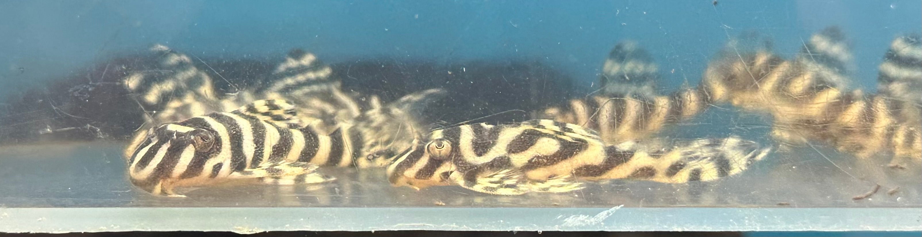 White L333 King Tiger Pleco (1.75-2”)