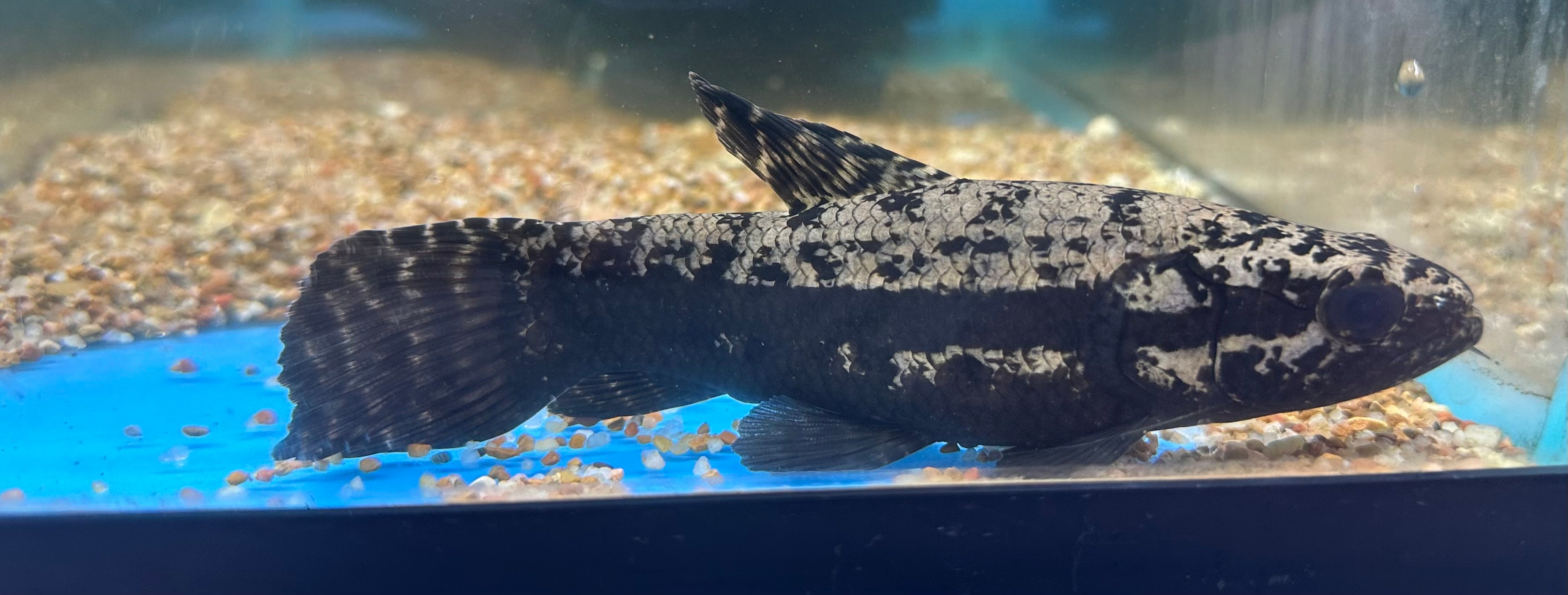 Black Wolffish (6-7”)