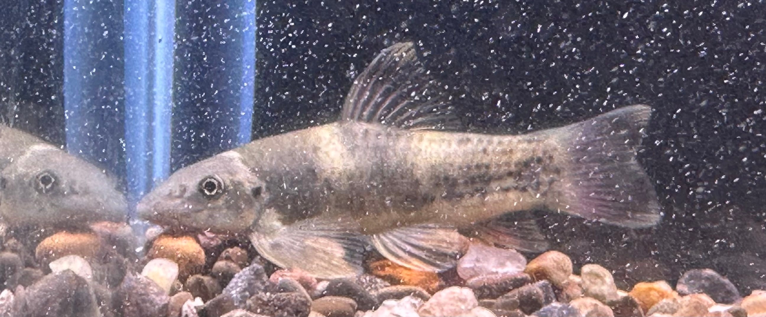 Garra arcoiris (1,5-2”)
