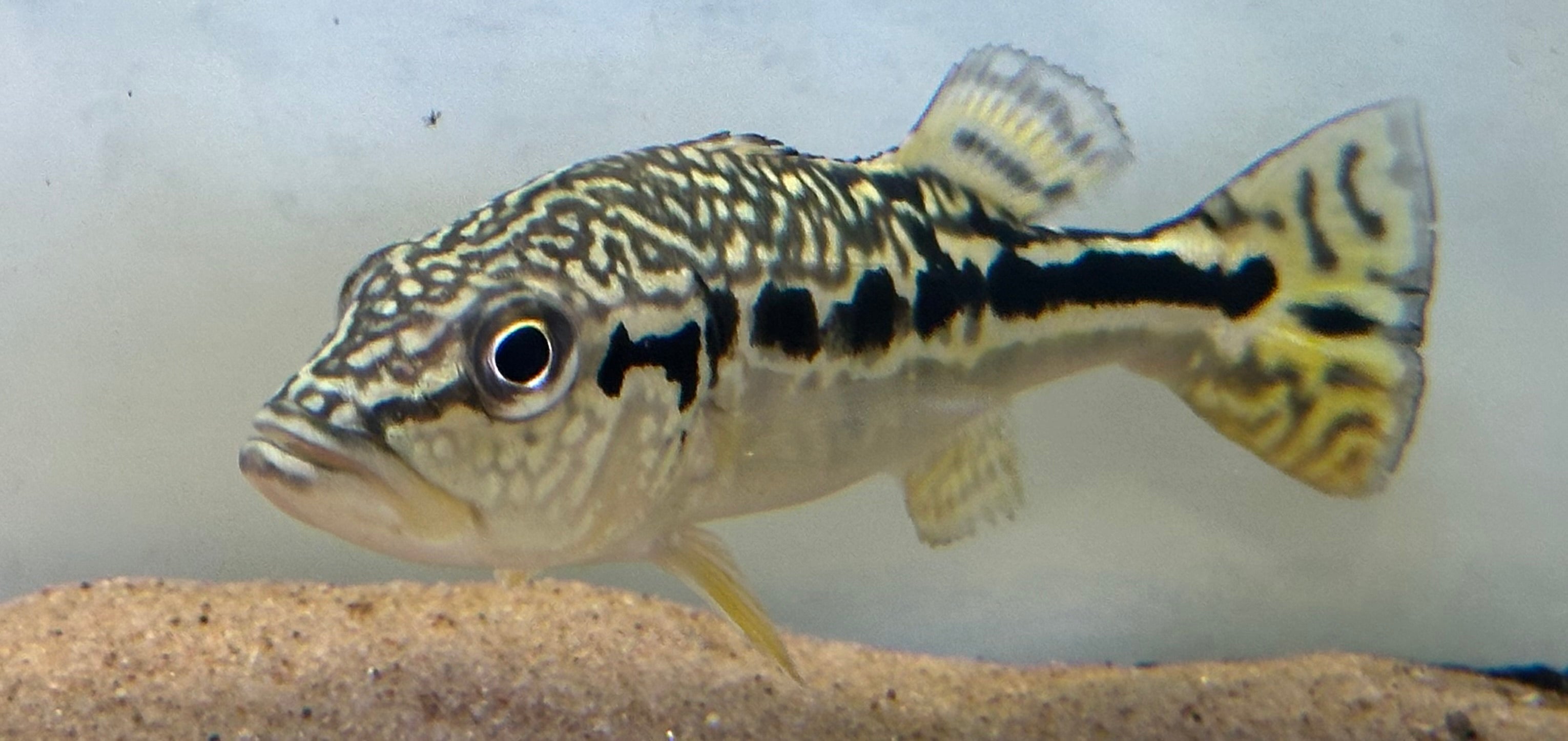 Cobra Snakeskin Peacock Bass (5.5”)