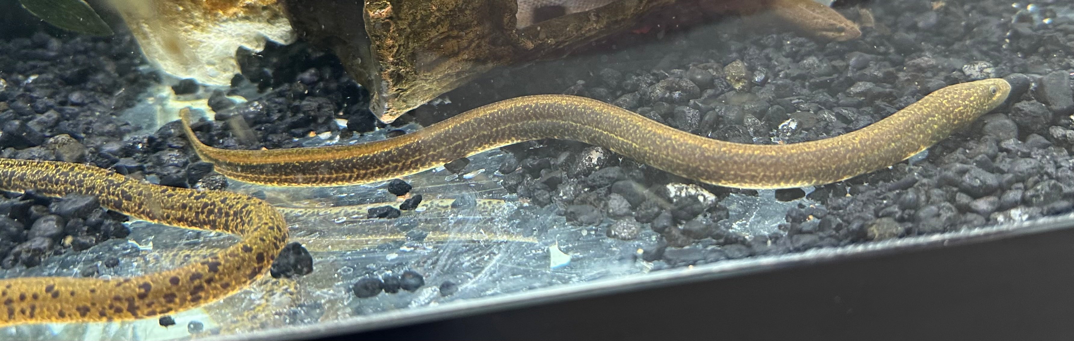 Marble Swamp Eel (6”)