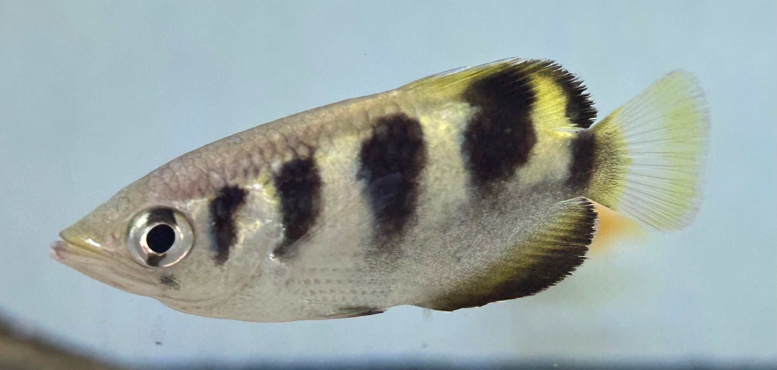 Banded Archerfish (2.5”+)