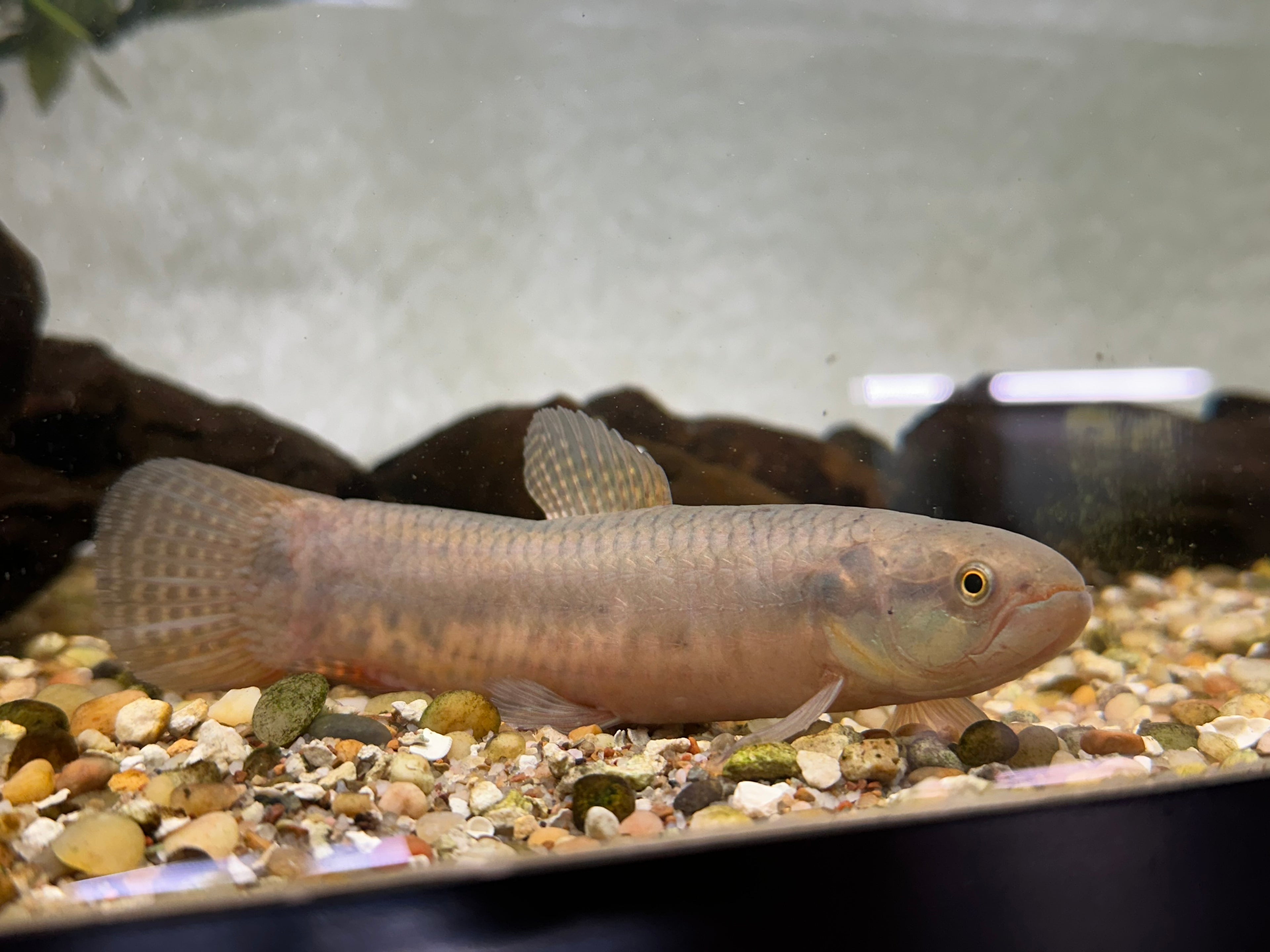 Purple Wolffish (6.5-7”)