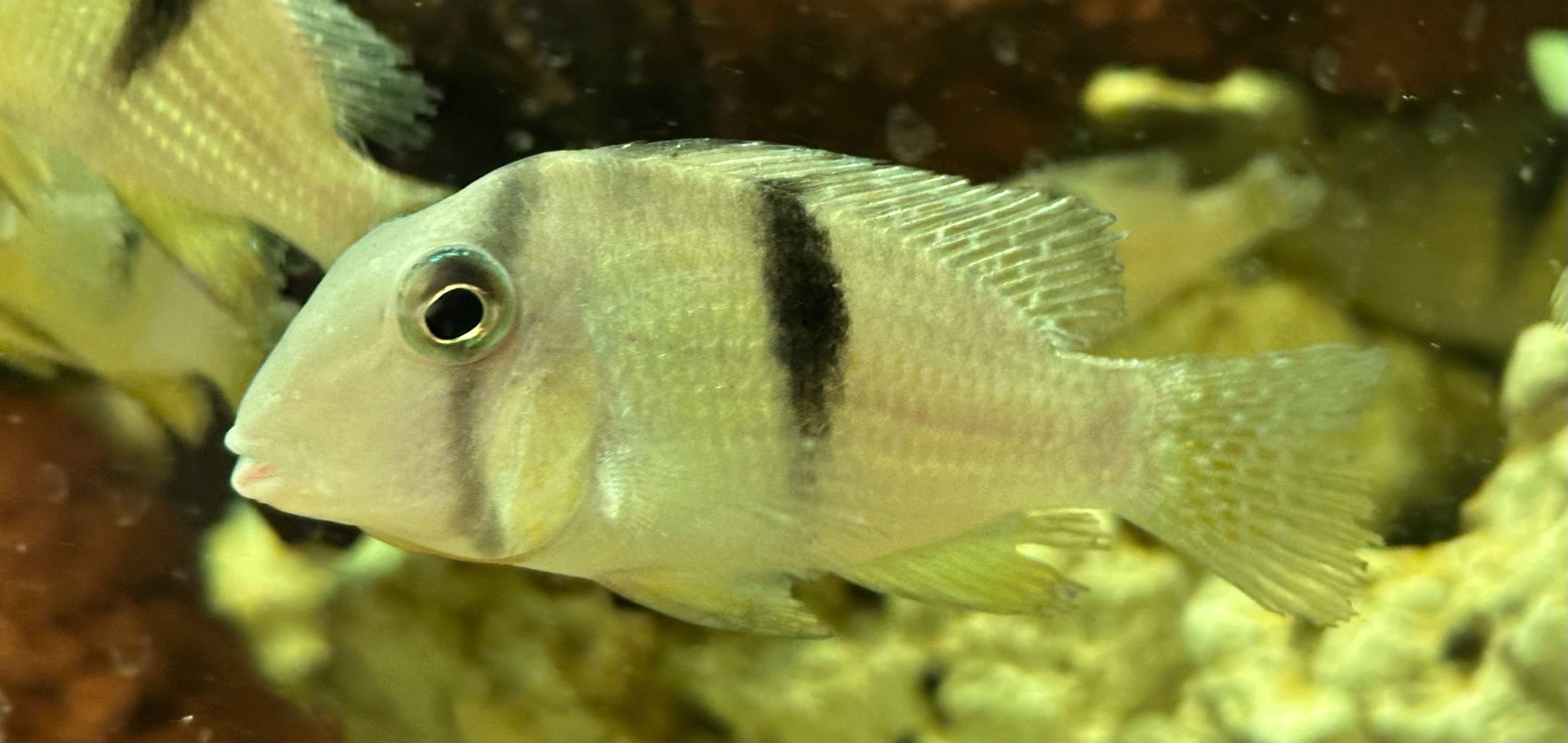Bandit Cichlid (2”)
