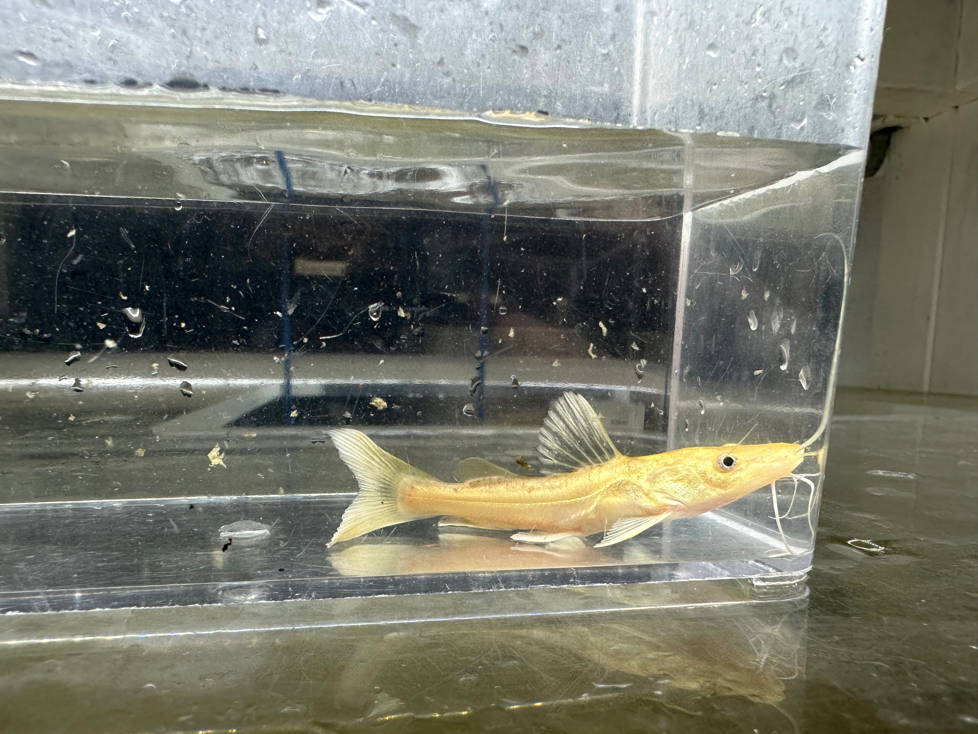 Platinum Tiger Shovelnose x Redtail Hybrid (4”)