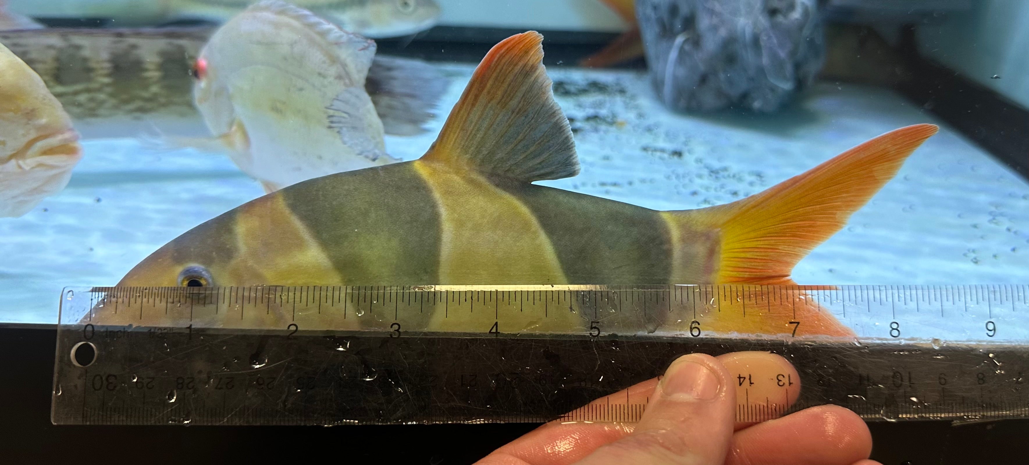 XL Clown Loach (8”+)