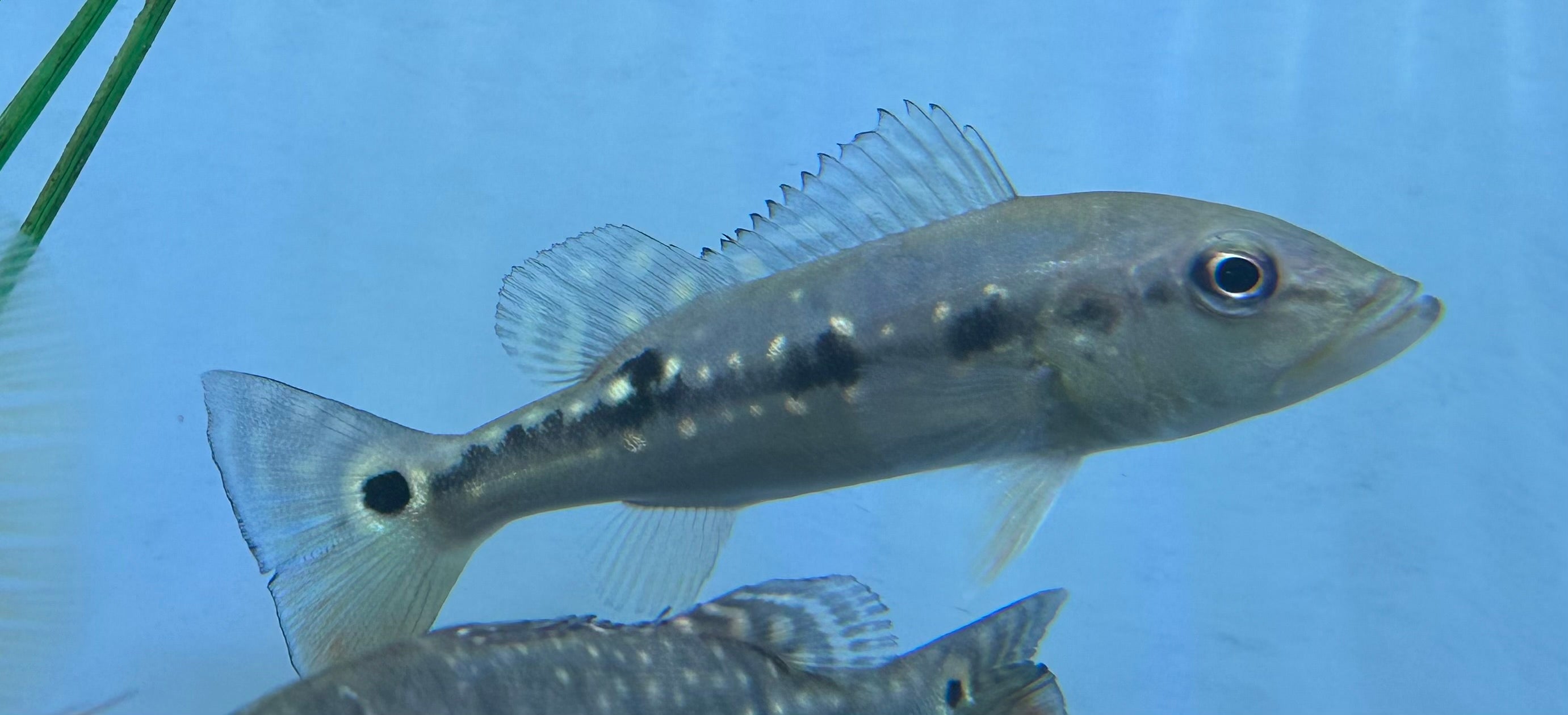 Vazzoleri Peacock Bass (5.5-6”)