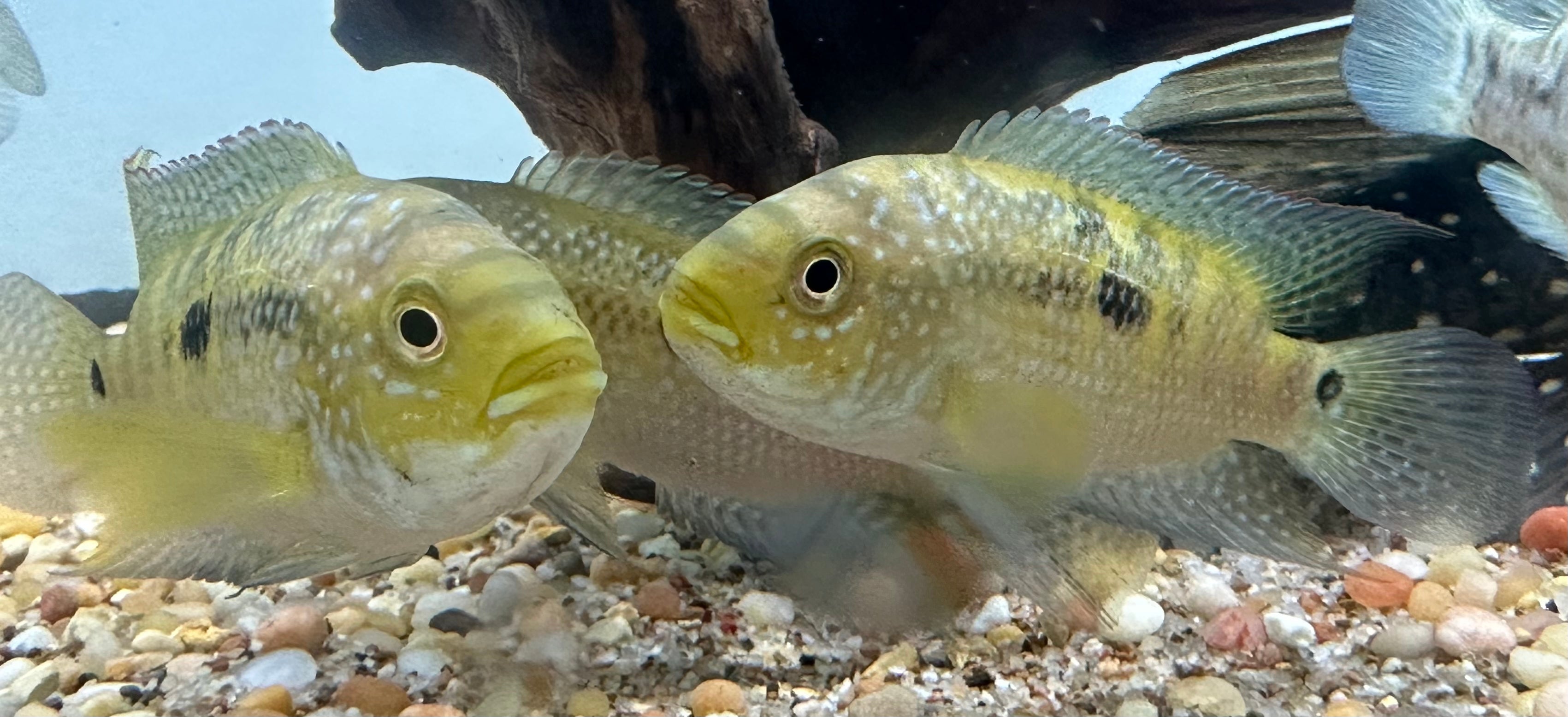 Jack Dempsey (3”)
