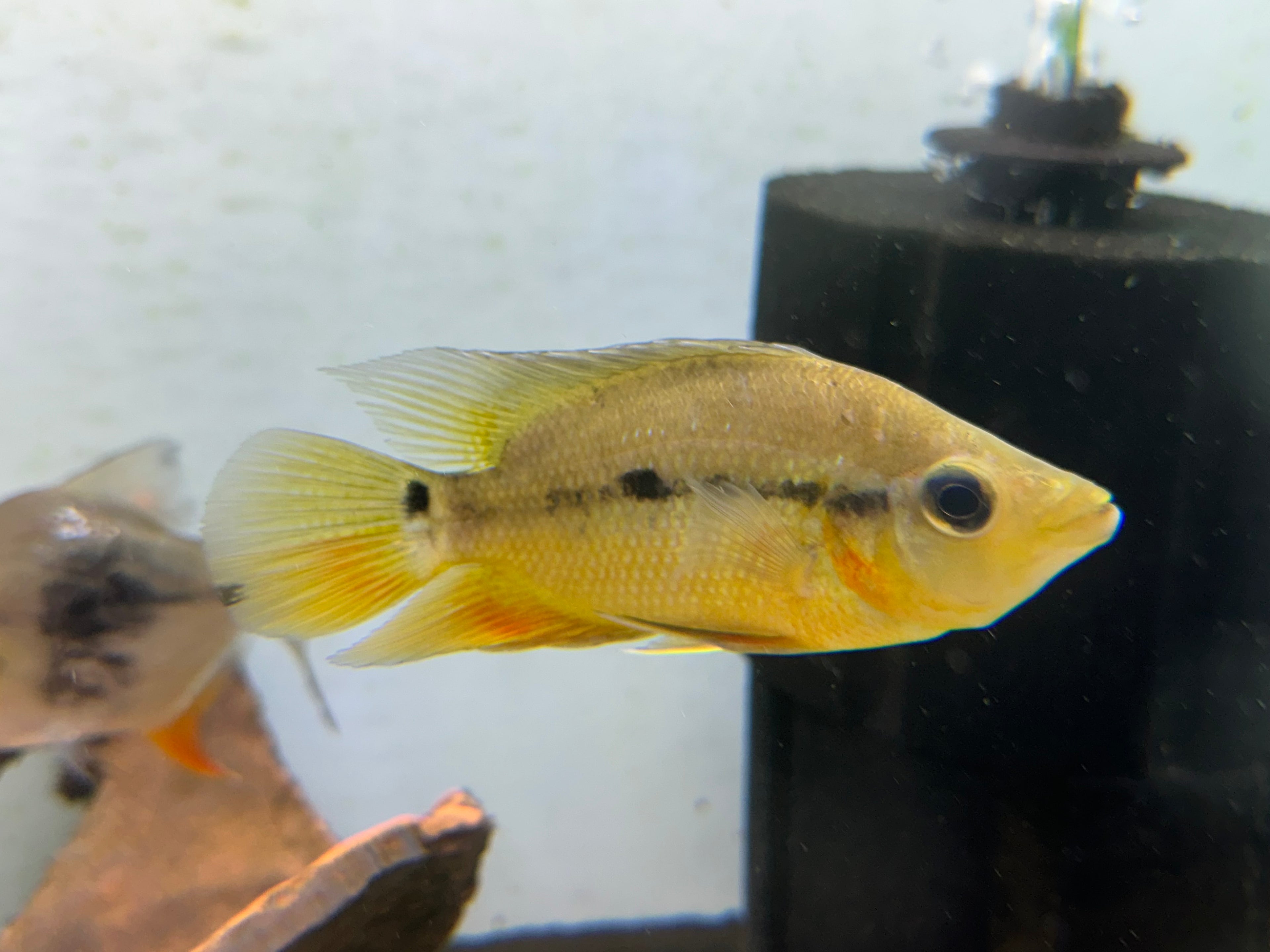Basket Mouth Cichlid (4-5”)