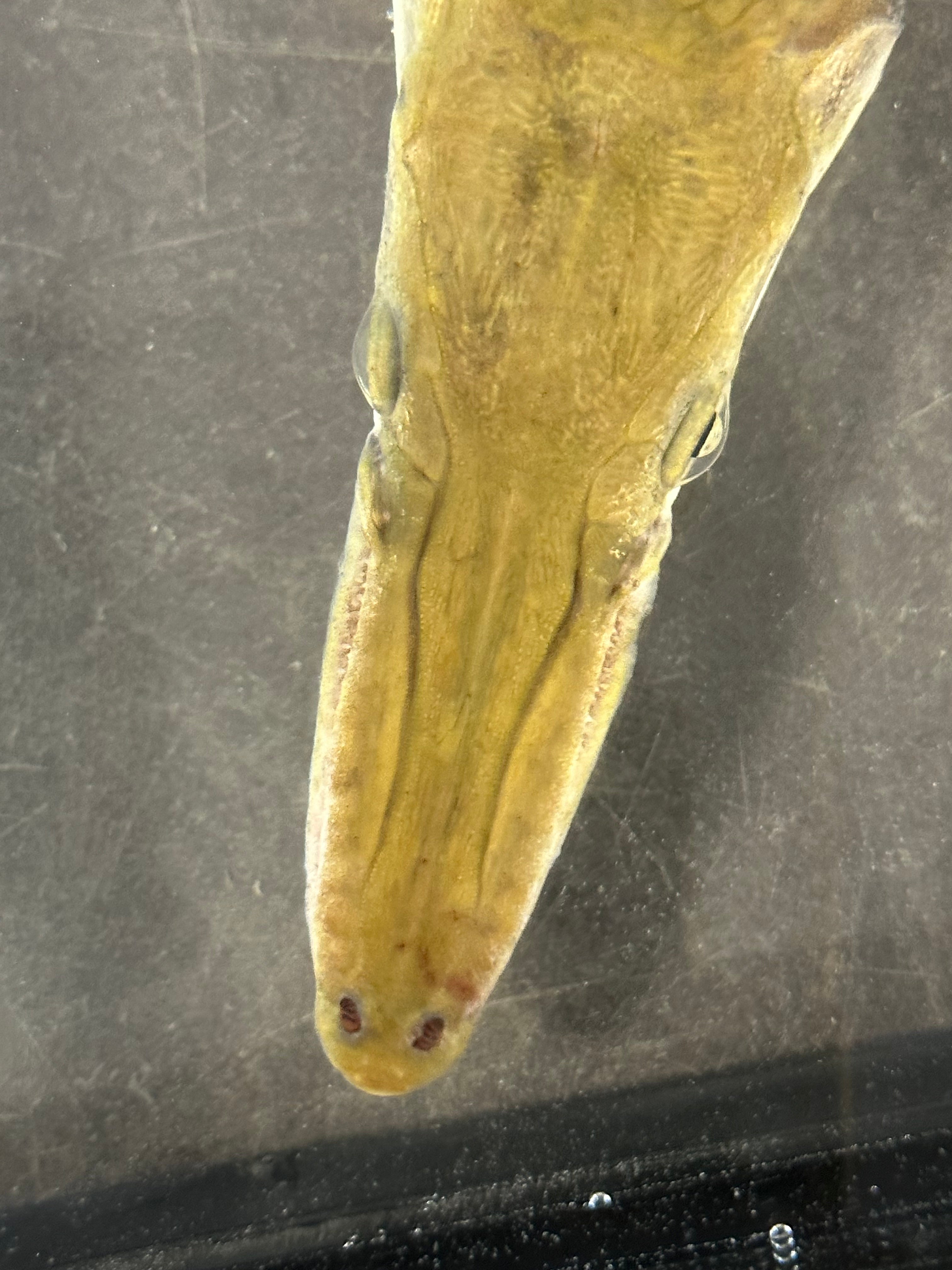 Cuban Gar (16-18”)