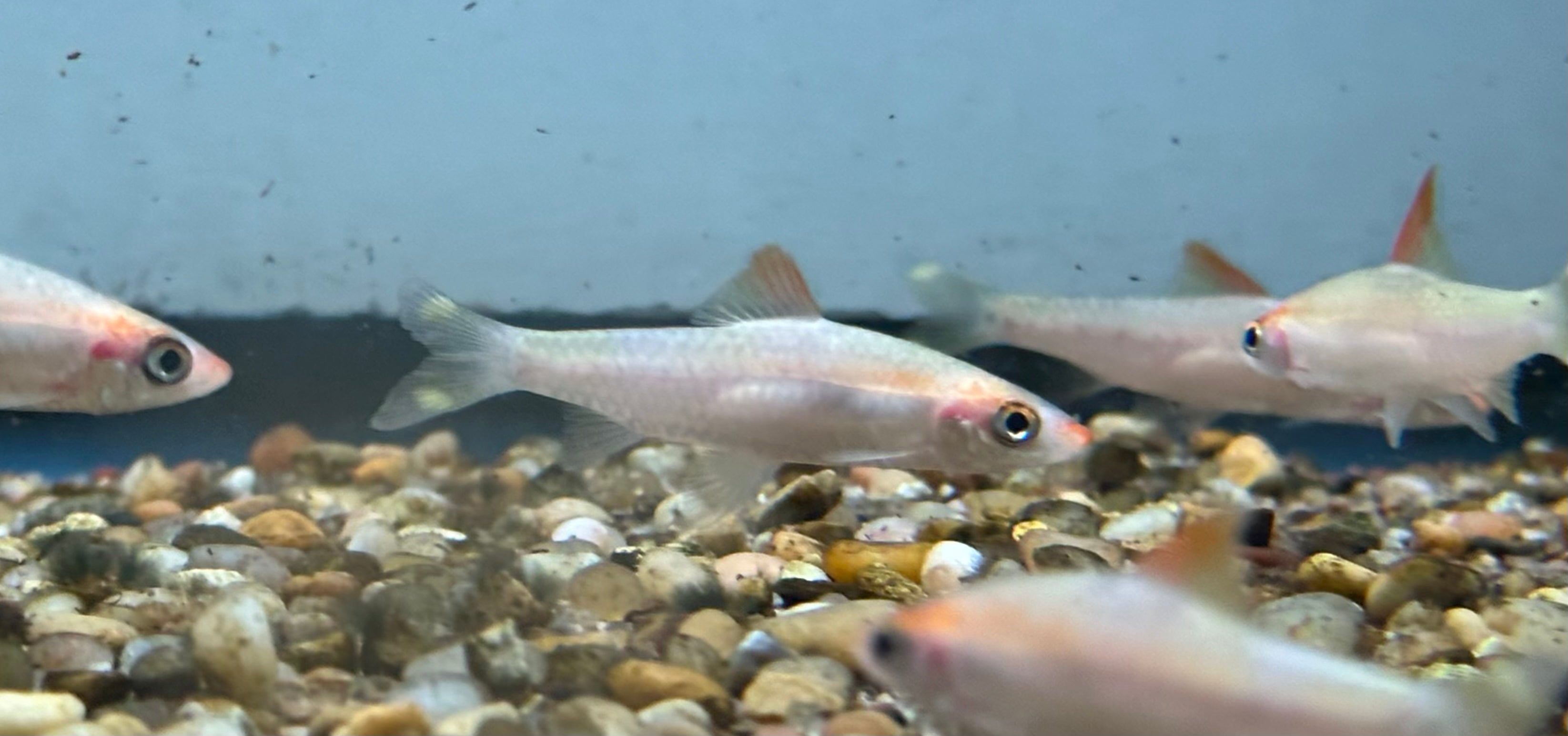 White Roseline Shark (2”)