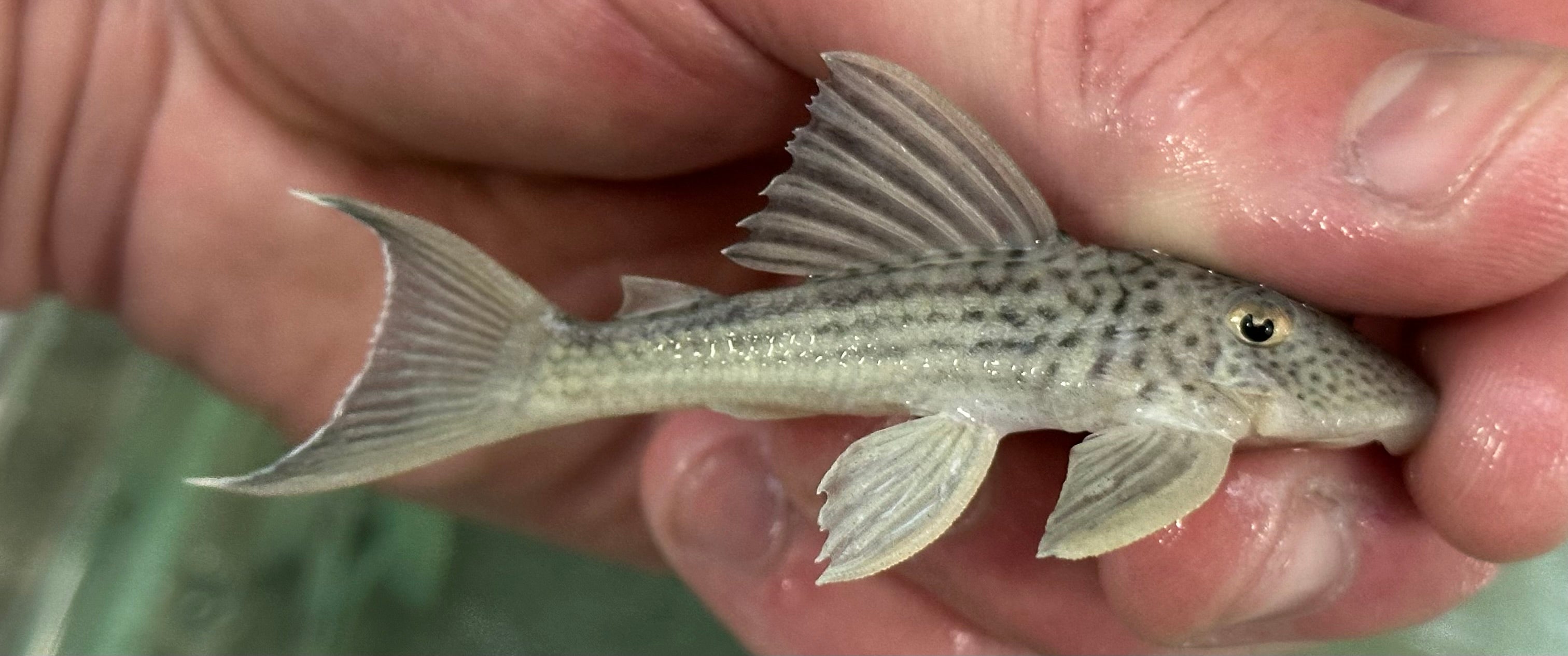 L141 Ghost Pleco (2.5”)