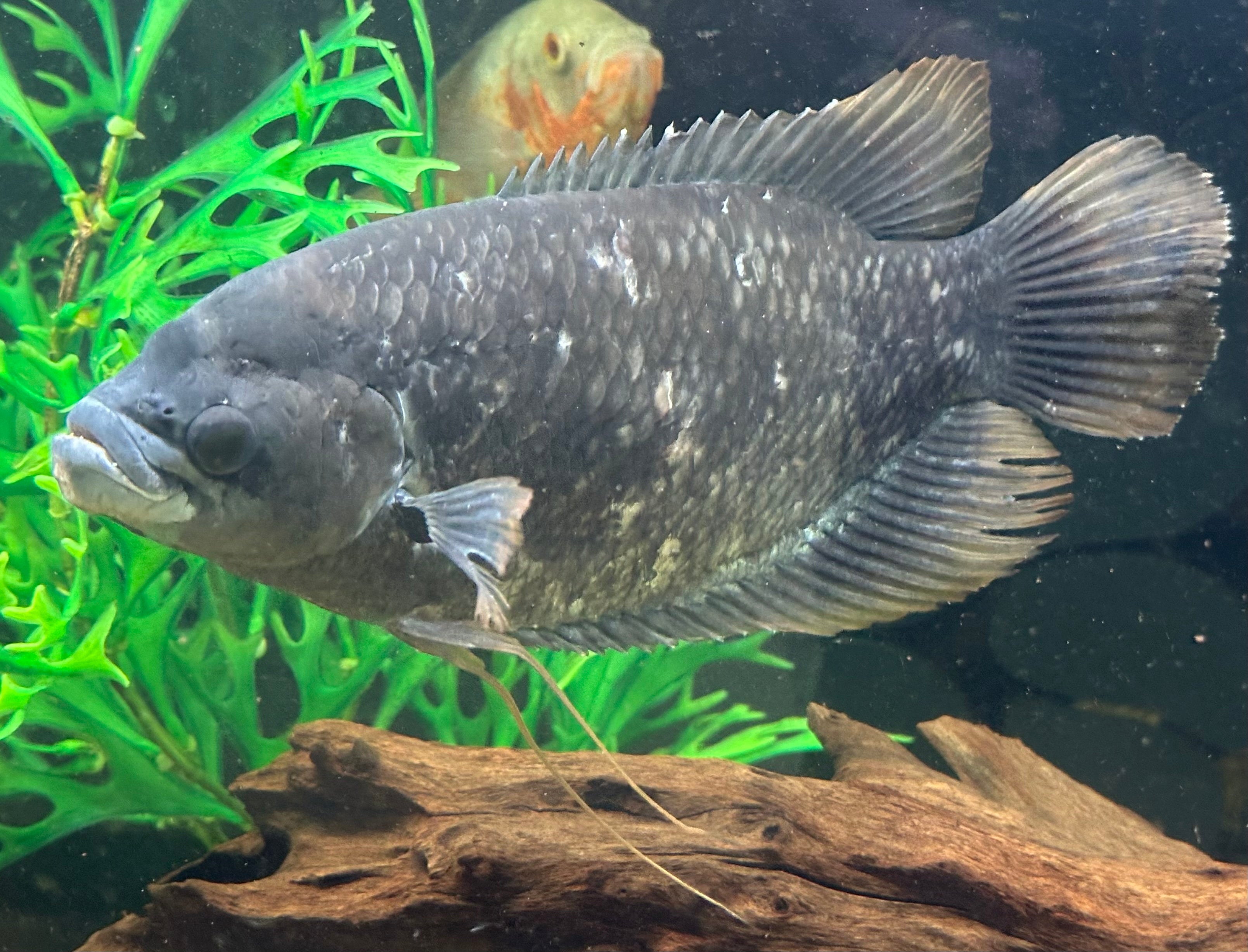 XL Redtail Giant Gourami (9-10”)