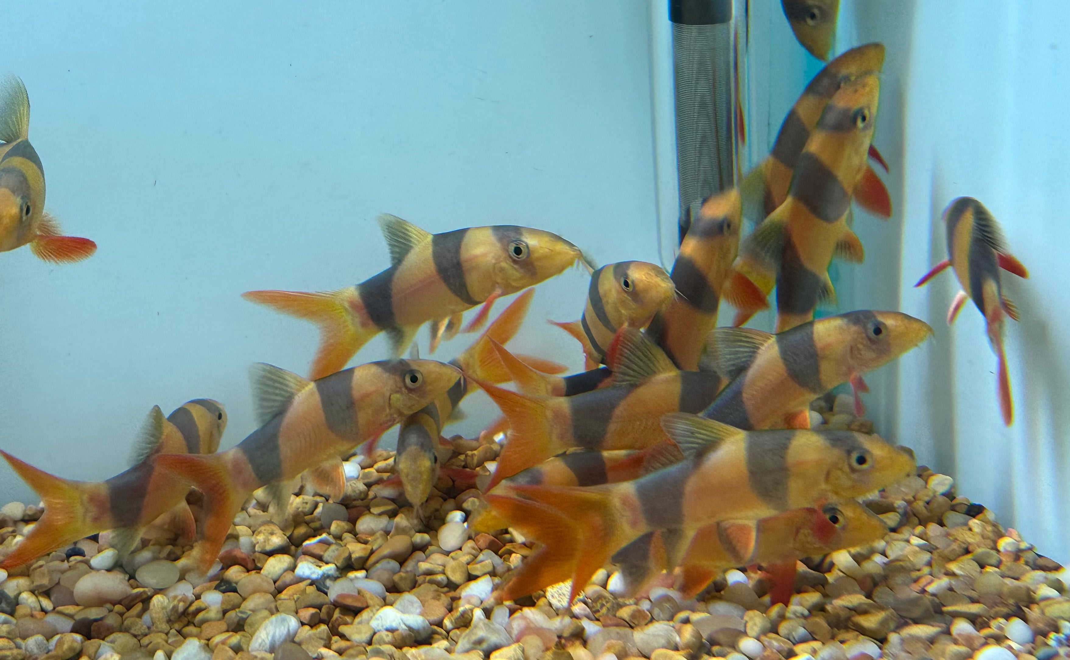 Clown Loach (2-2.25”)