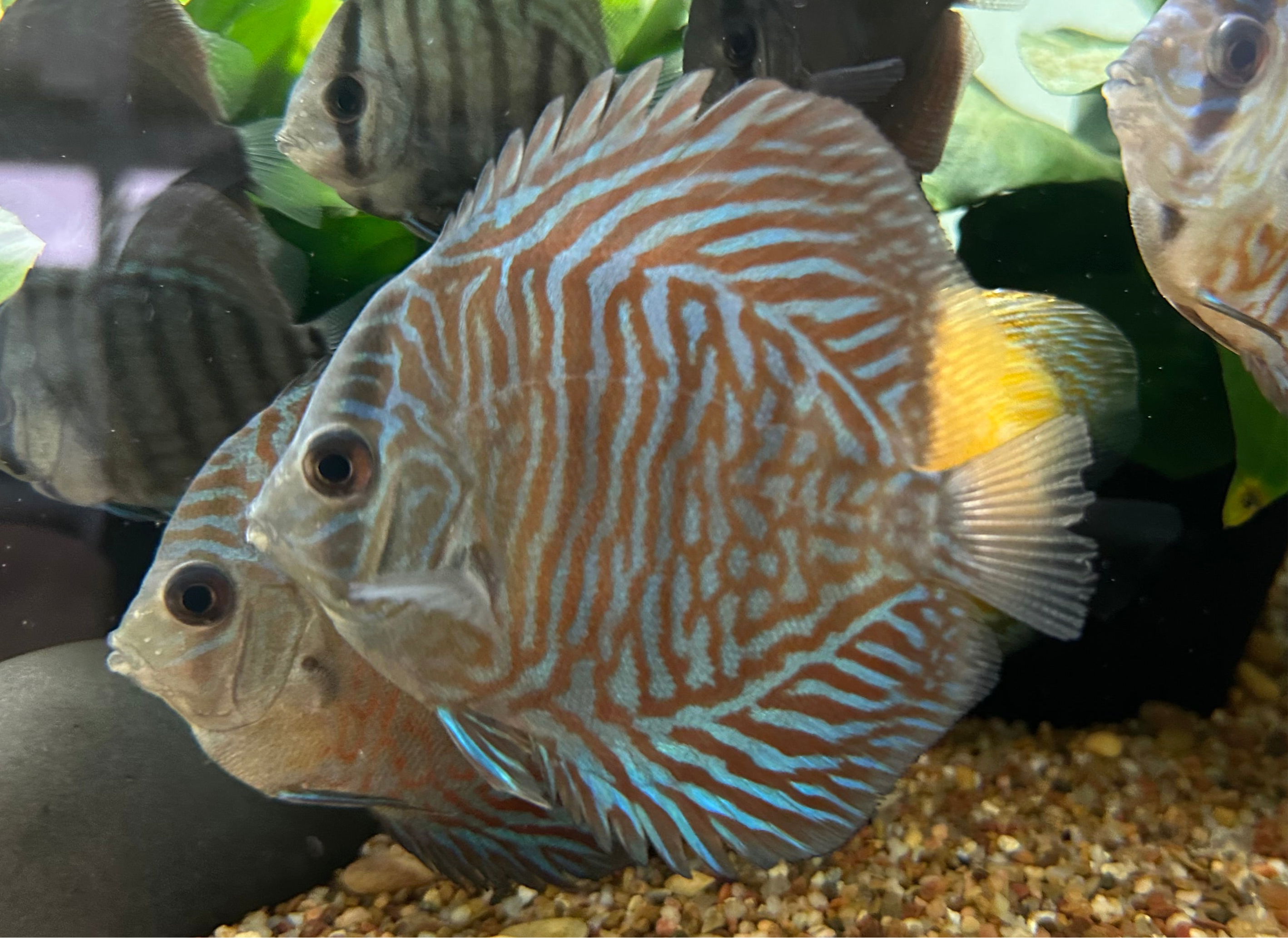 Vietnam CB Red Tiger Discus (3.5-4”)