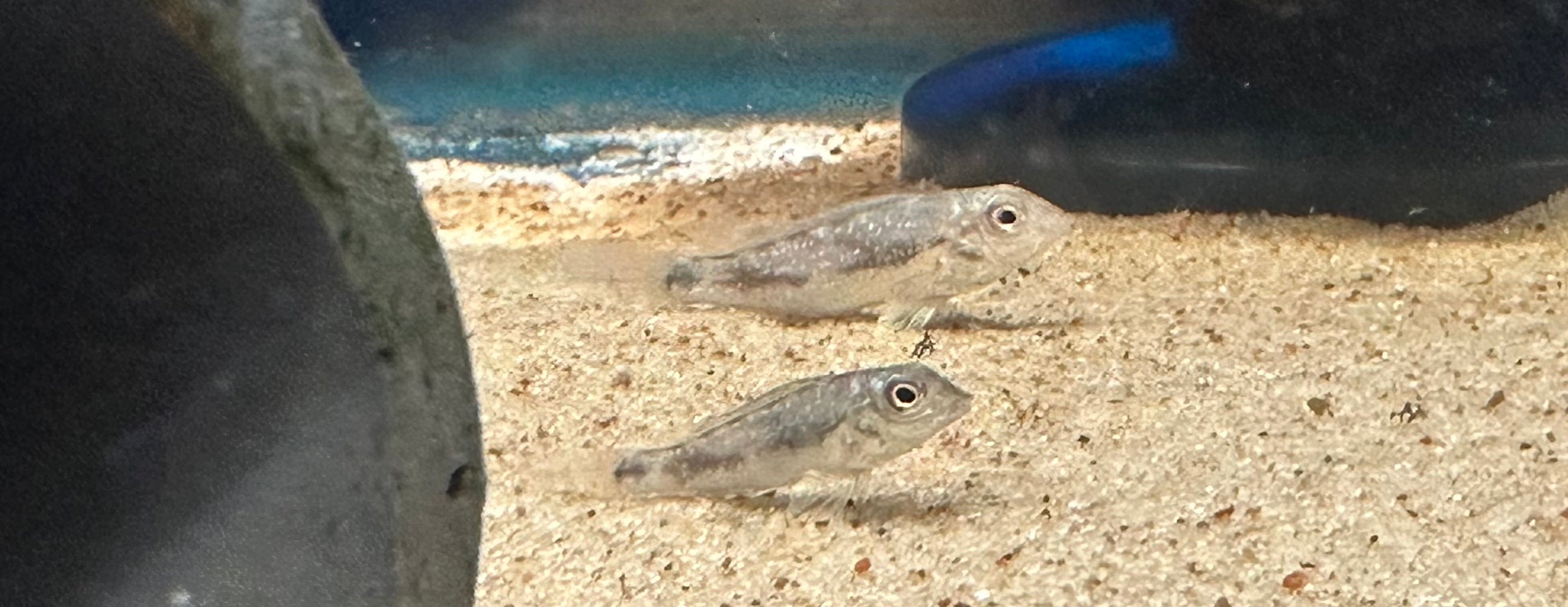 Retroculus Lapidifer (1.25”)