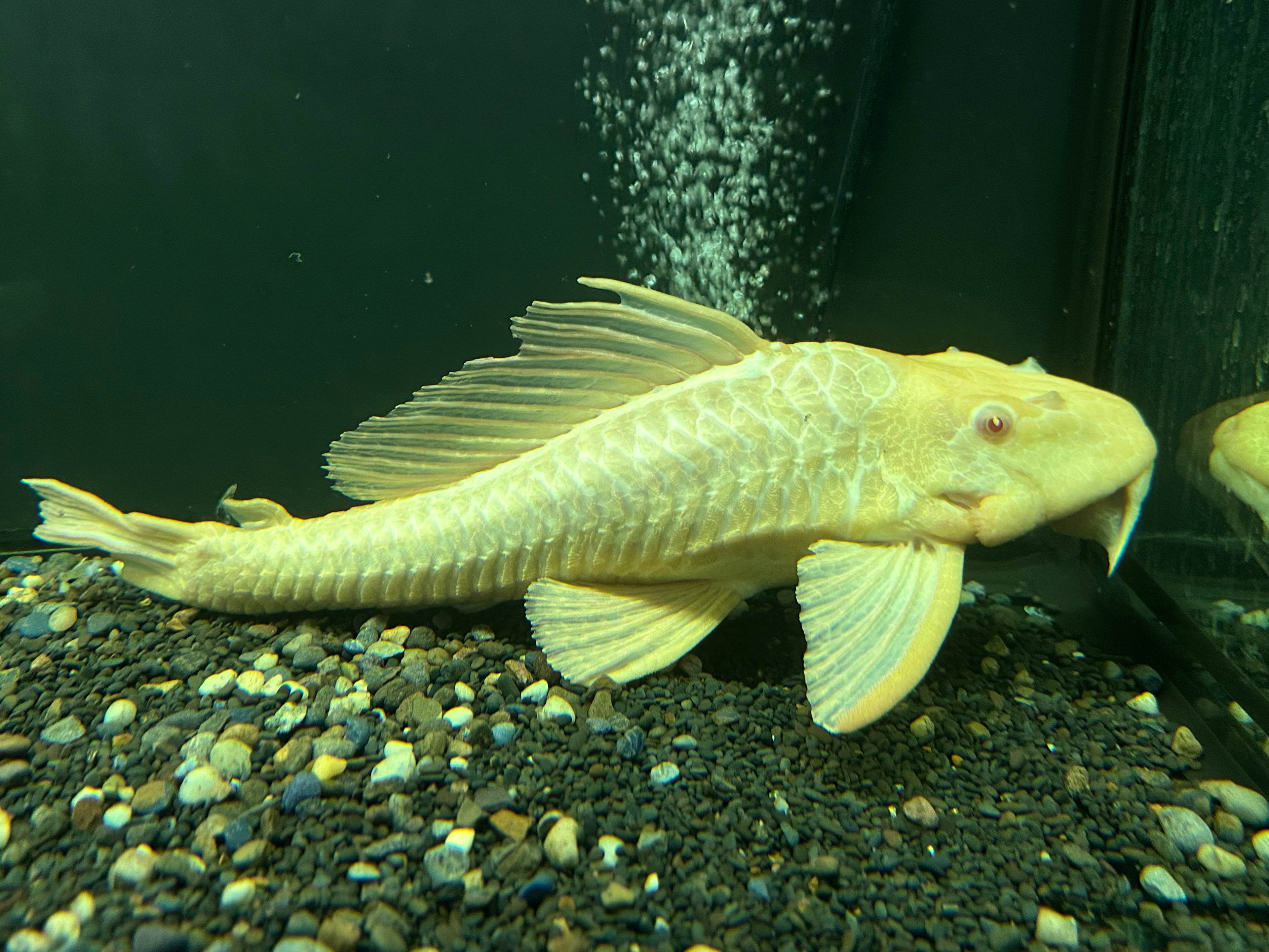 Jumbo Albino Gibbicepts Pleco (13-14”+)