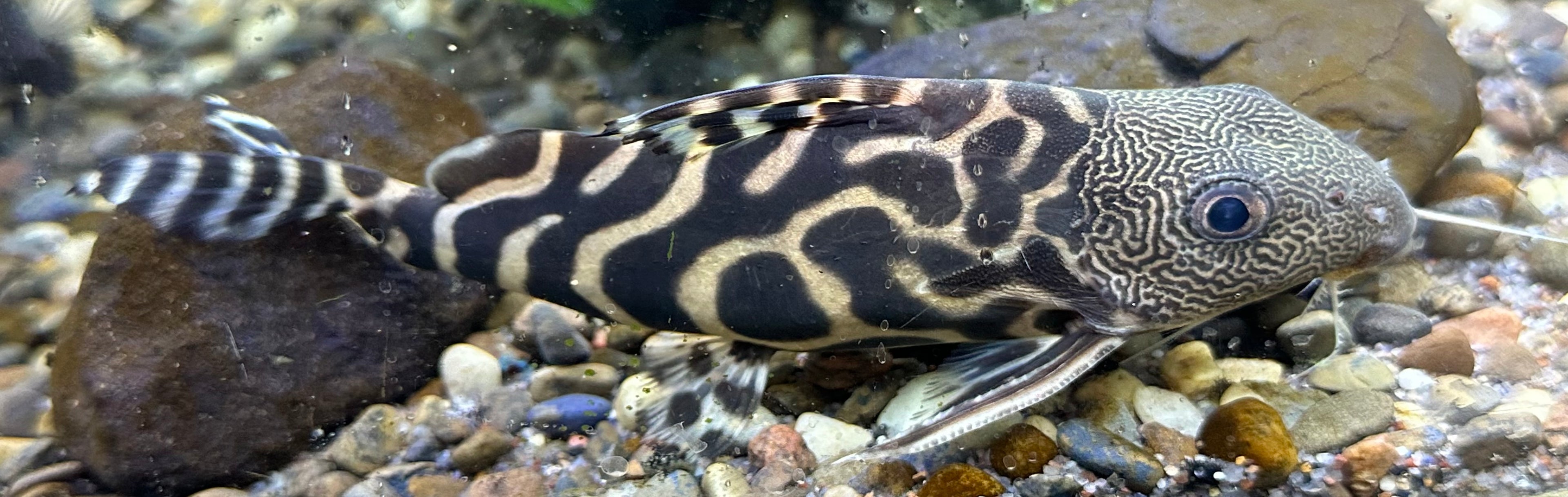 Ornatipinnis Synodontis Catfish (7”)
