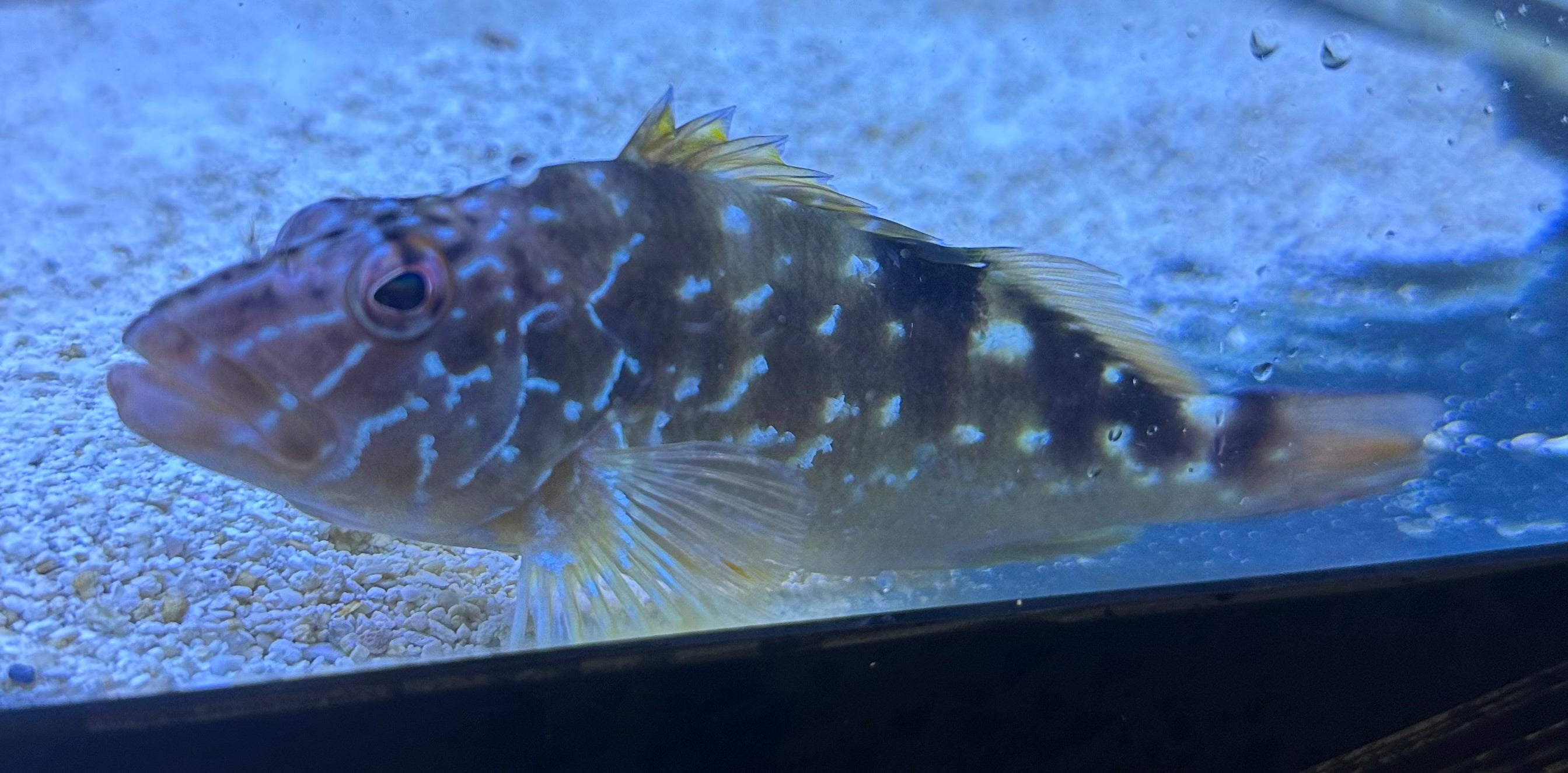 West African Hawkfish (6”)