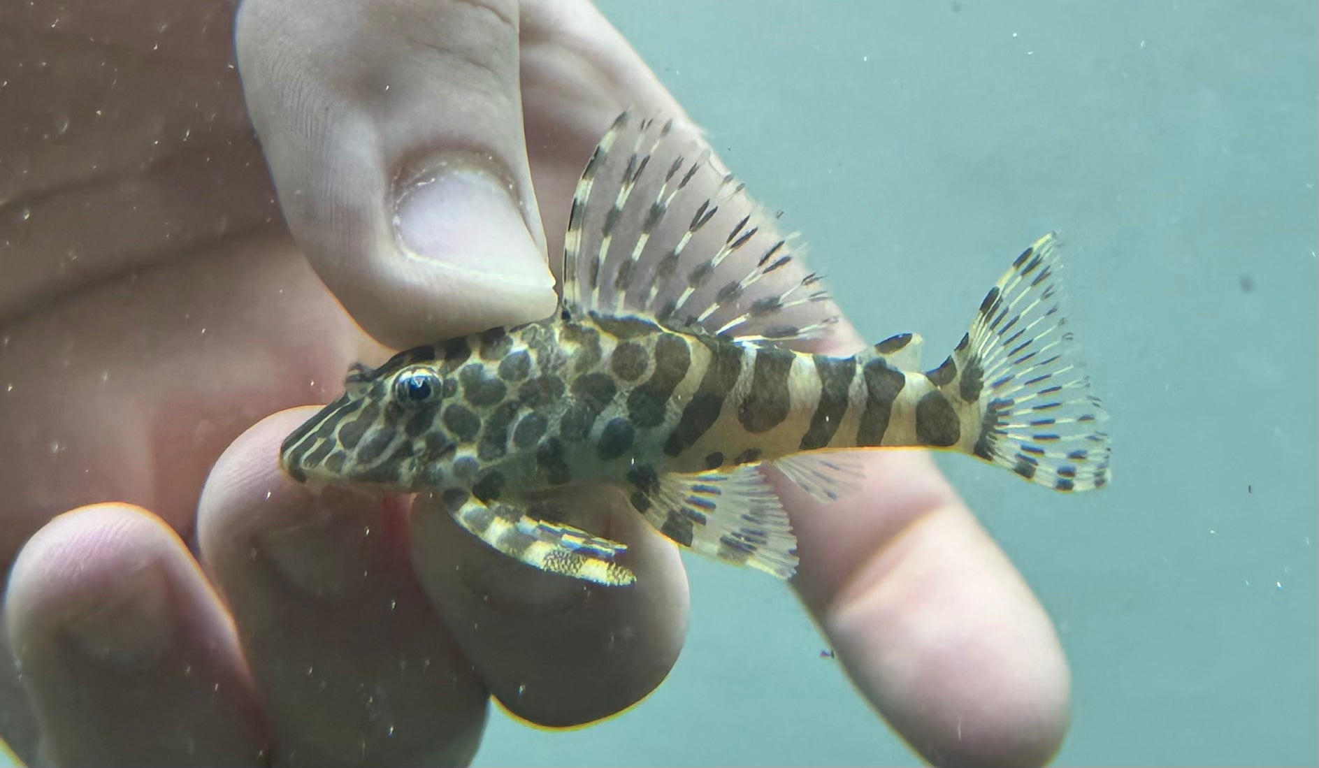L134 Leopard Frog Pleco (2.5”)