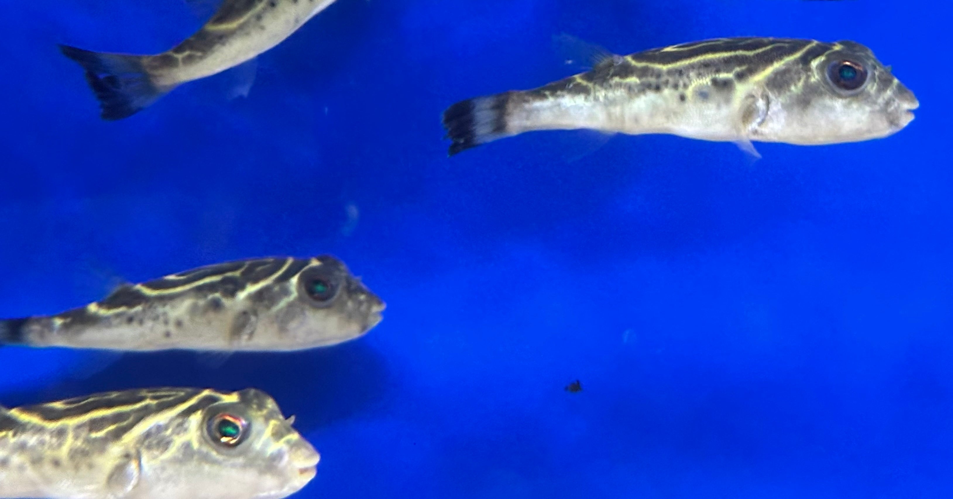 Oval Puffer Fish (2.5-3”) BRACKISH 1.008 Salinity