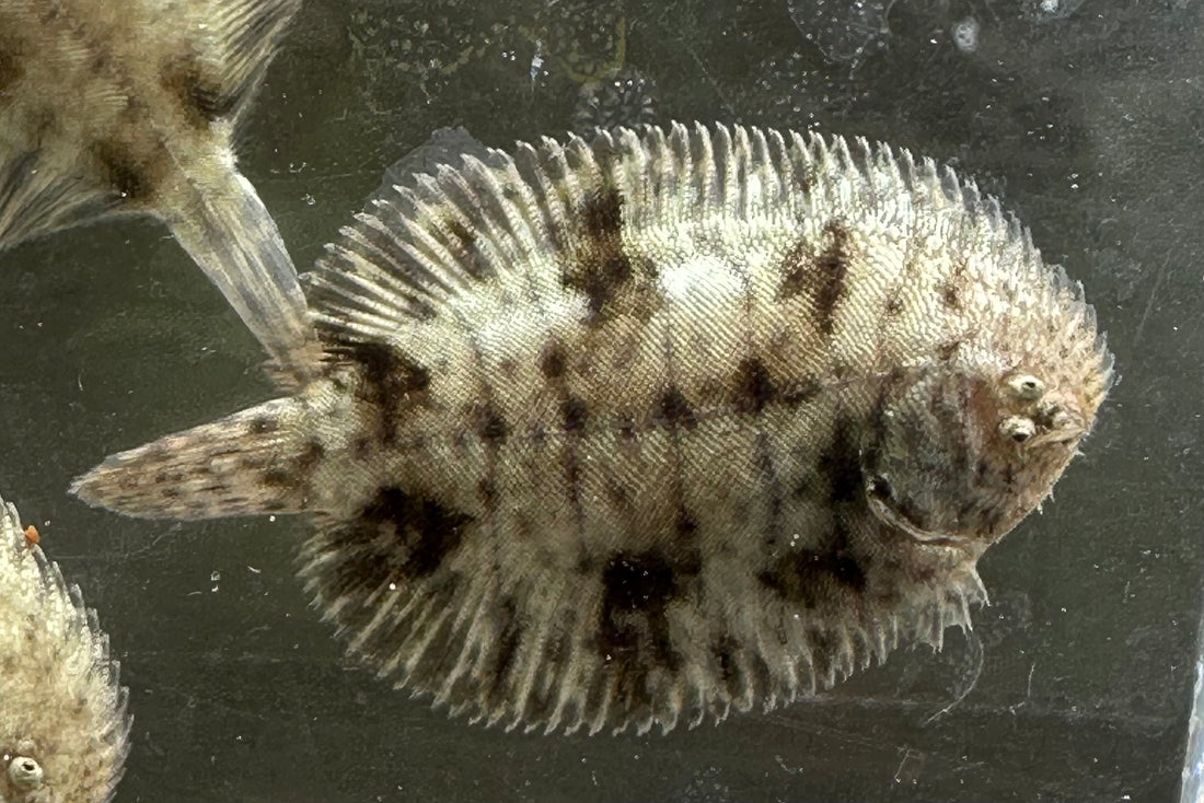 Hogchoker Flounder (1.5-2”)