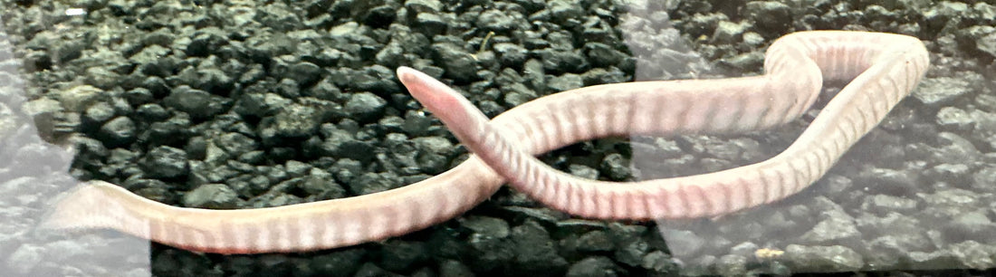 Rubber Eel (10-12”)