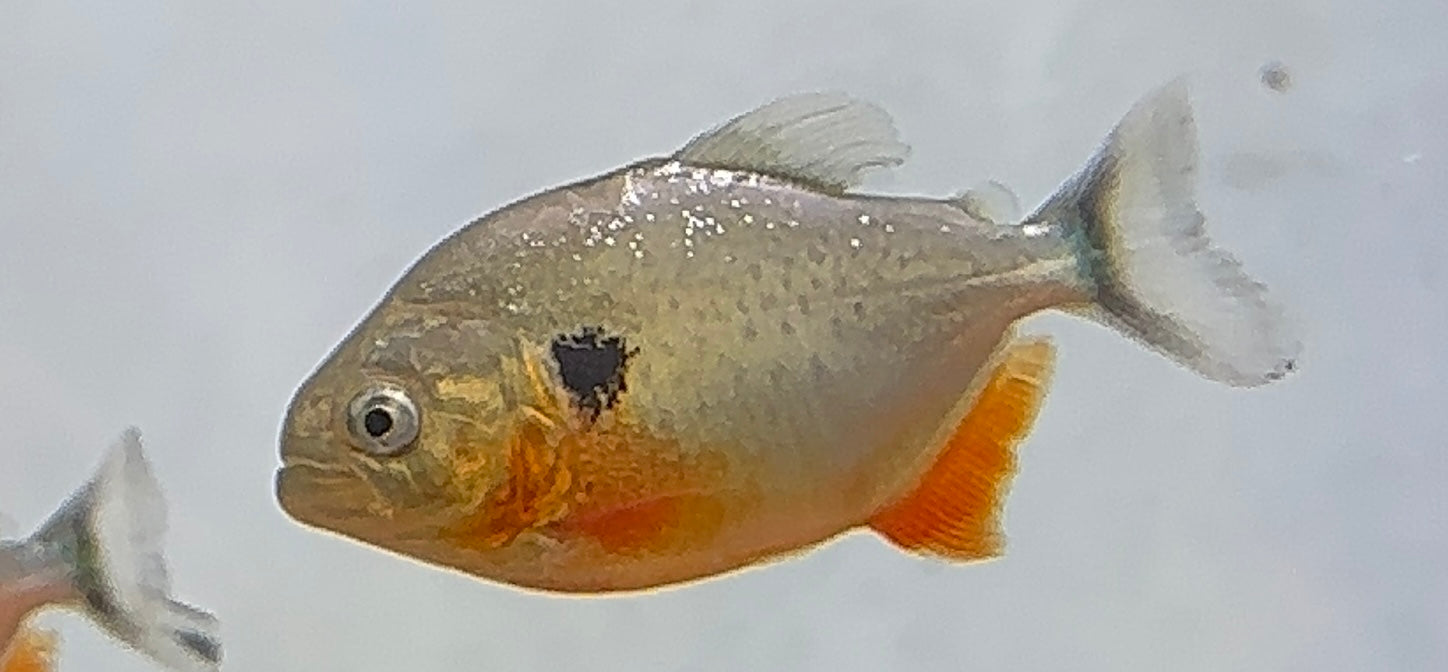 CB Caribe Piranha (2.5”+)