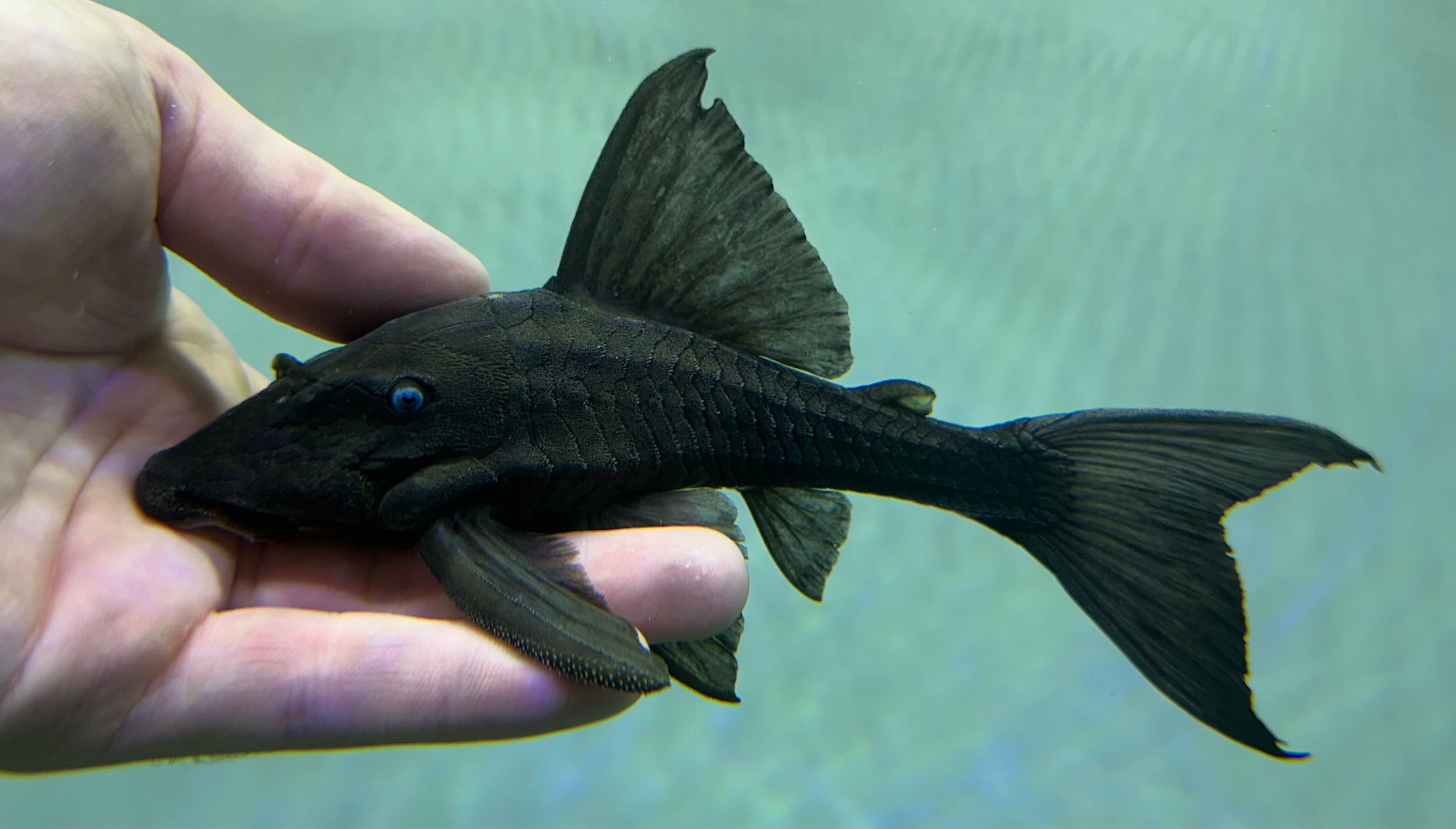 Blue Eye Panaque Pleco (5.5-6”)