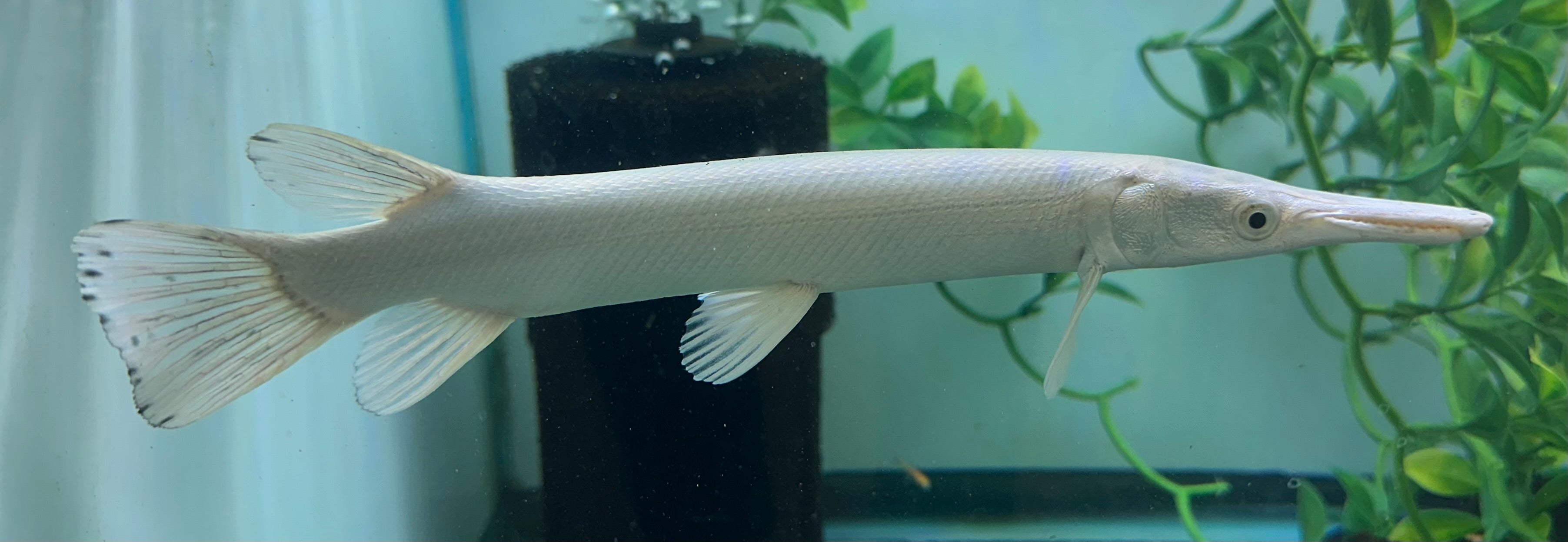 Gargantilla cocodrilo platino (8-9")