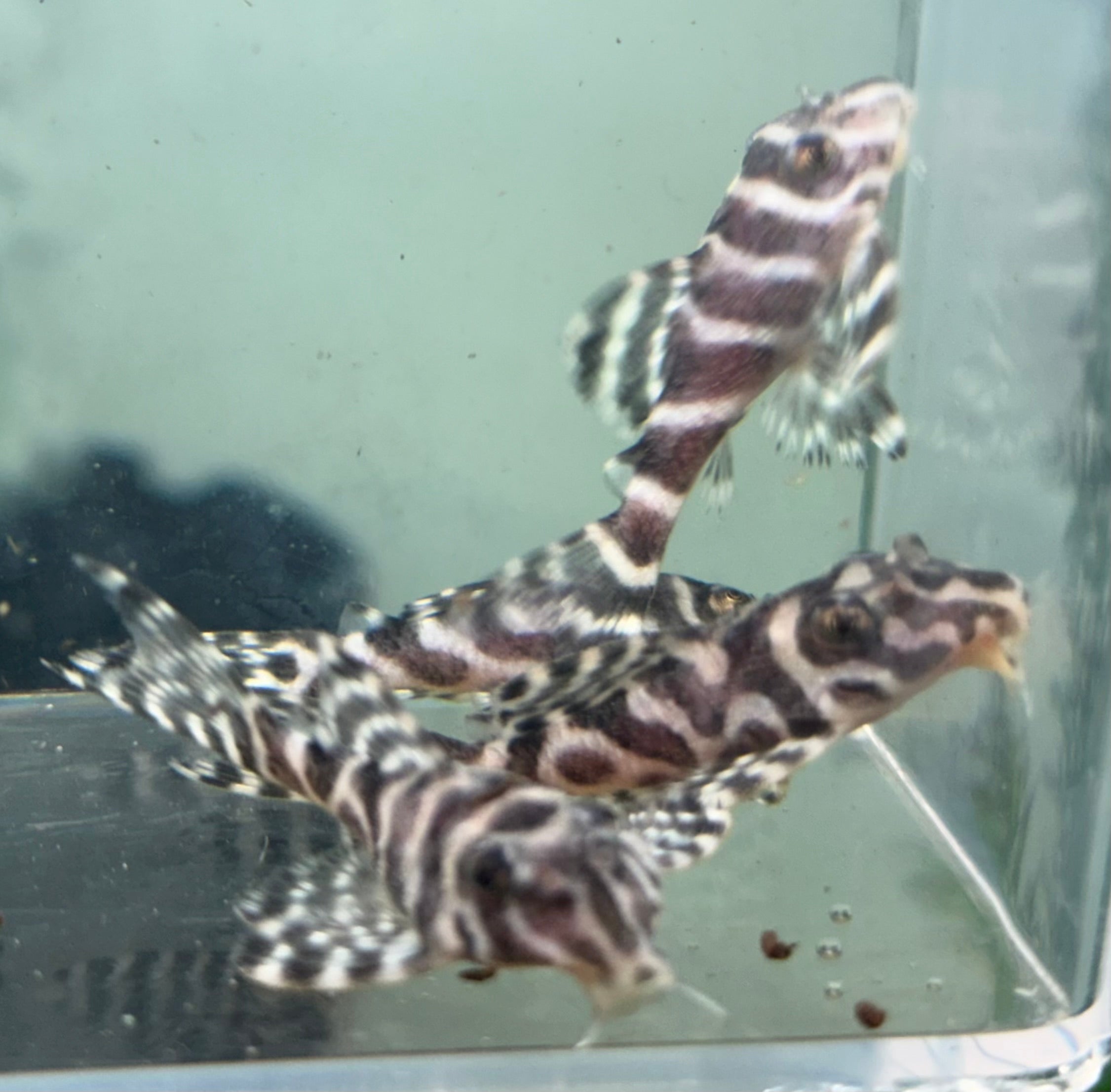L236 RB Line Hypancistrus Pleco (2”)
