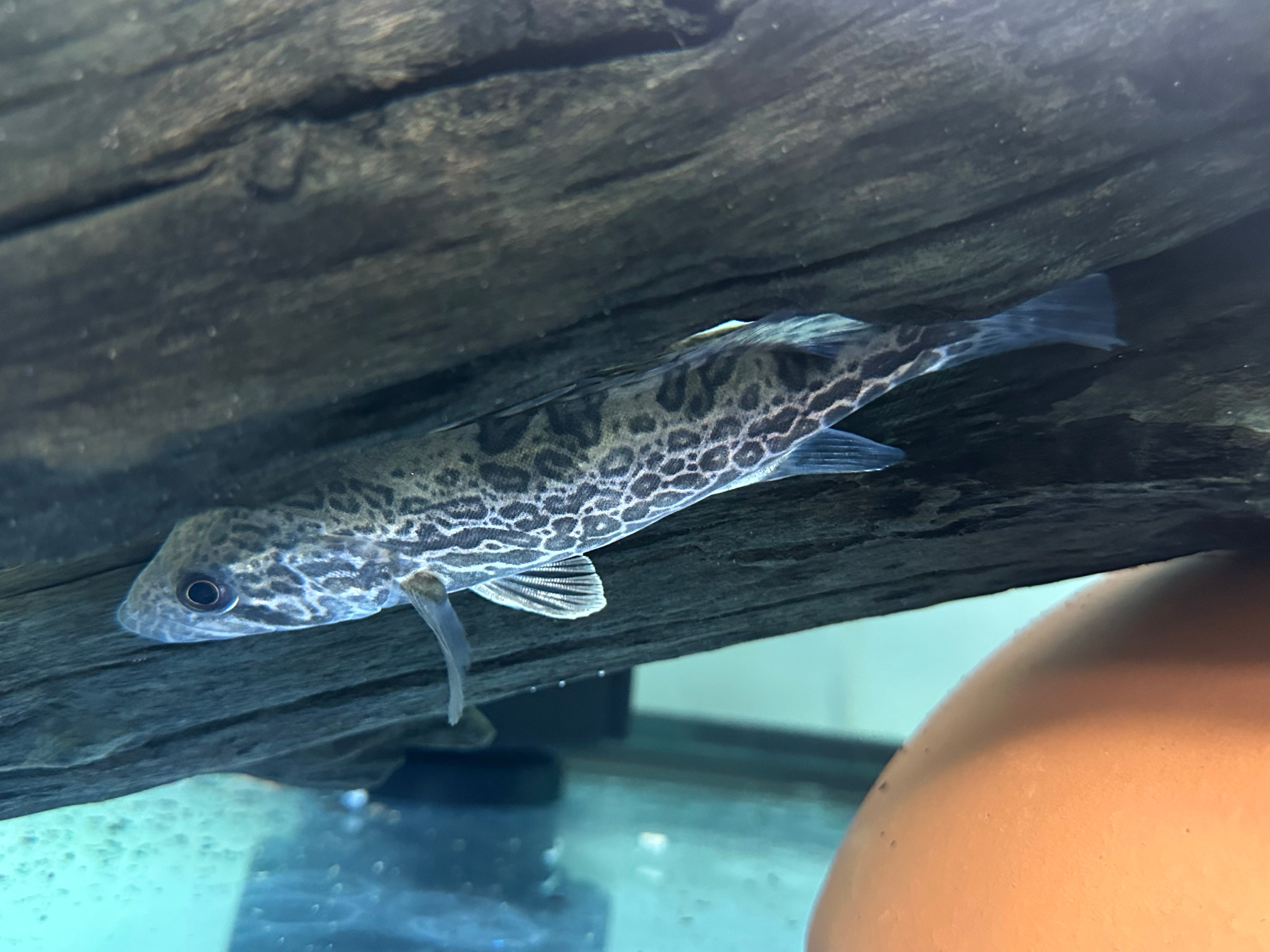 Leopard Perch (6”)