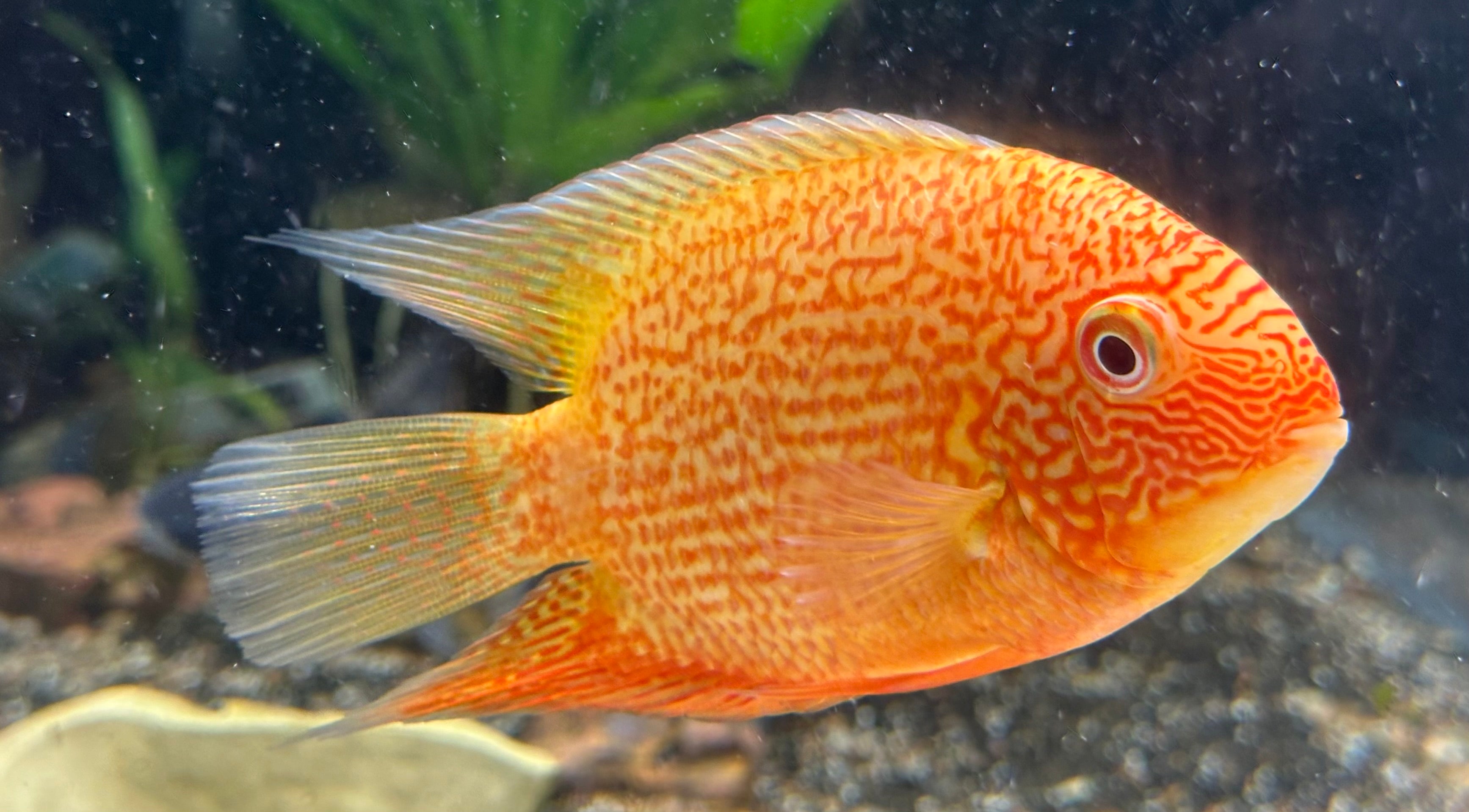Red Severum (5-5.5”)