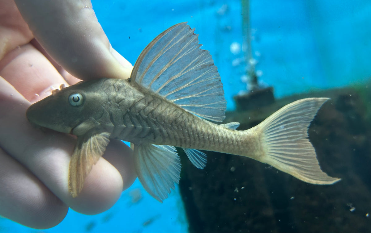 L137 Pleco de aleta roja de ojos azules (2,5-3”)