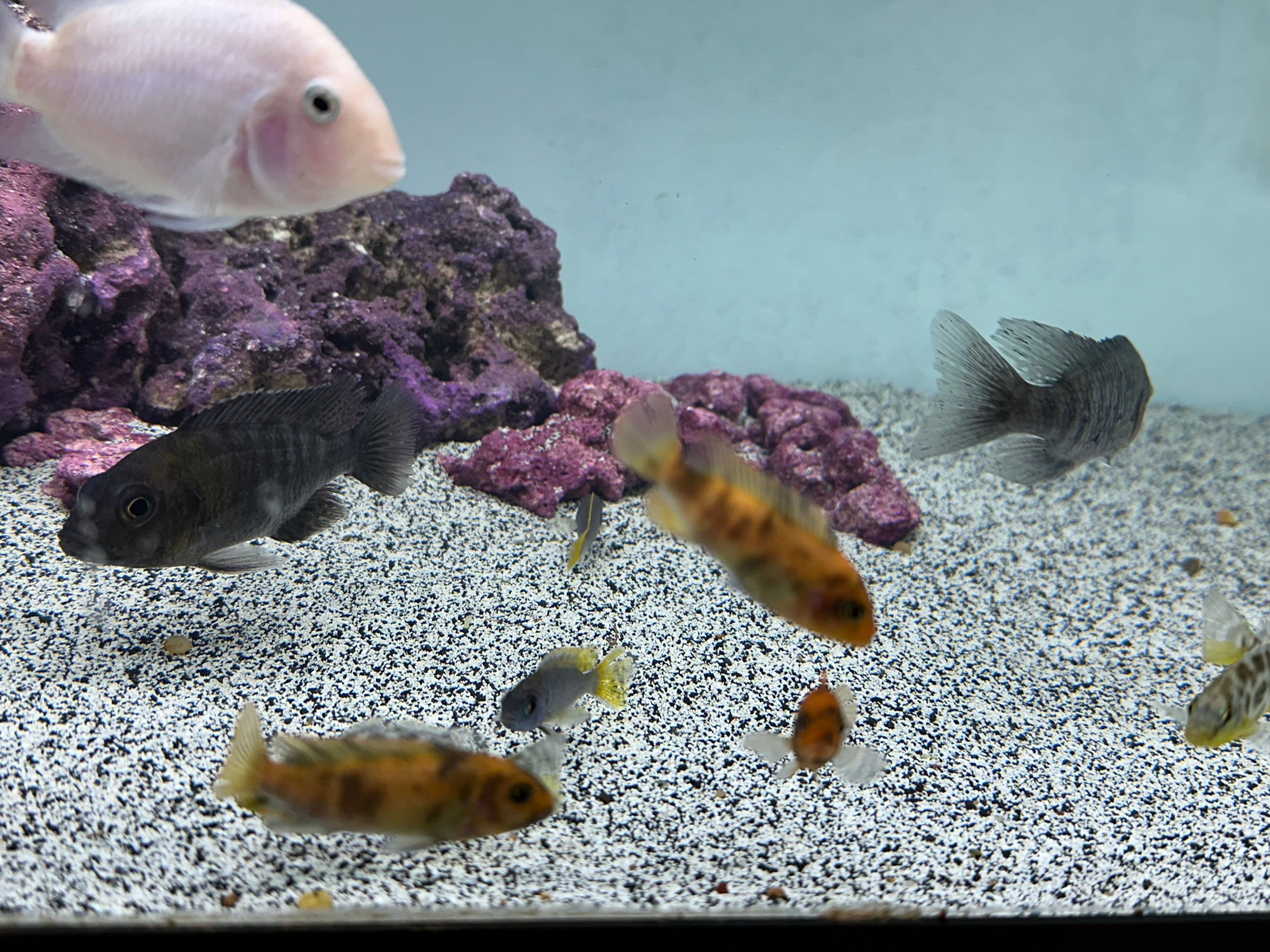 Assorted African Cichlids (2”)