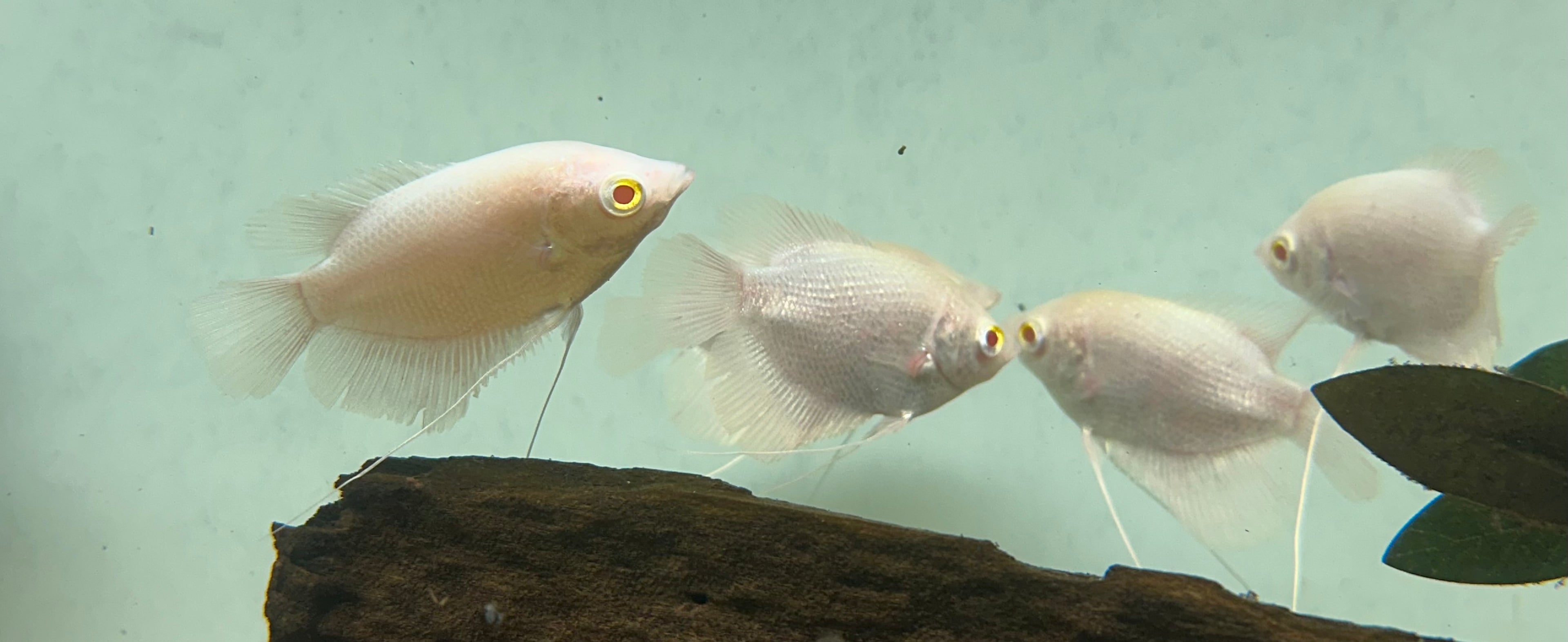 Albino Giant Gourami (2.5-3”)